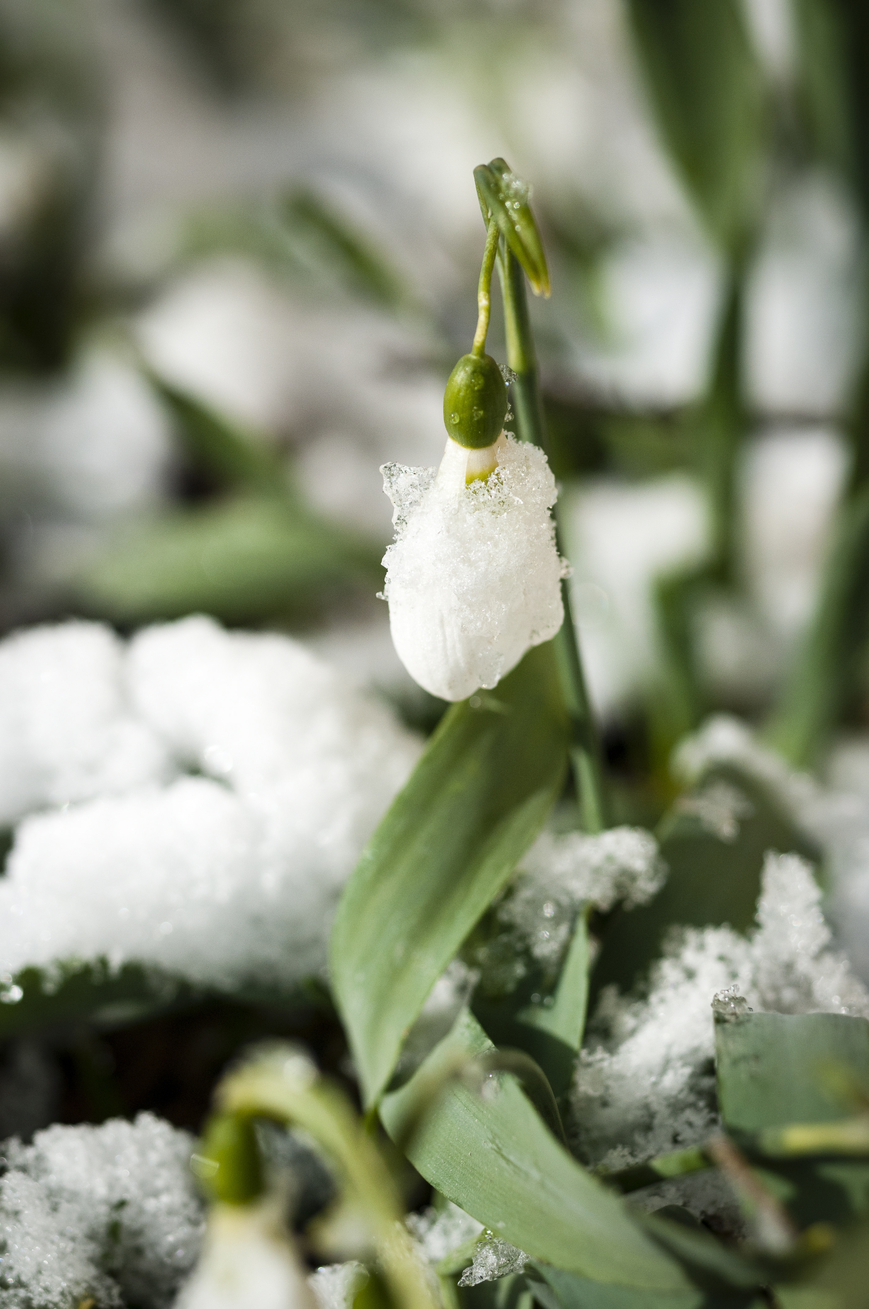 Närbild på en snödroppe i snön.