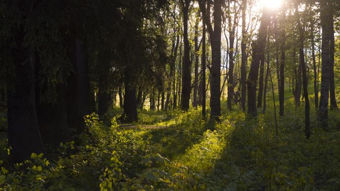 Solen lyser igenom träden i en skog.