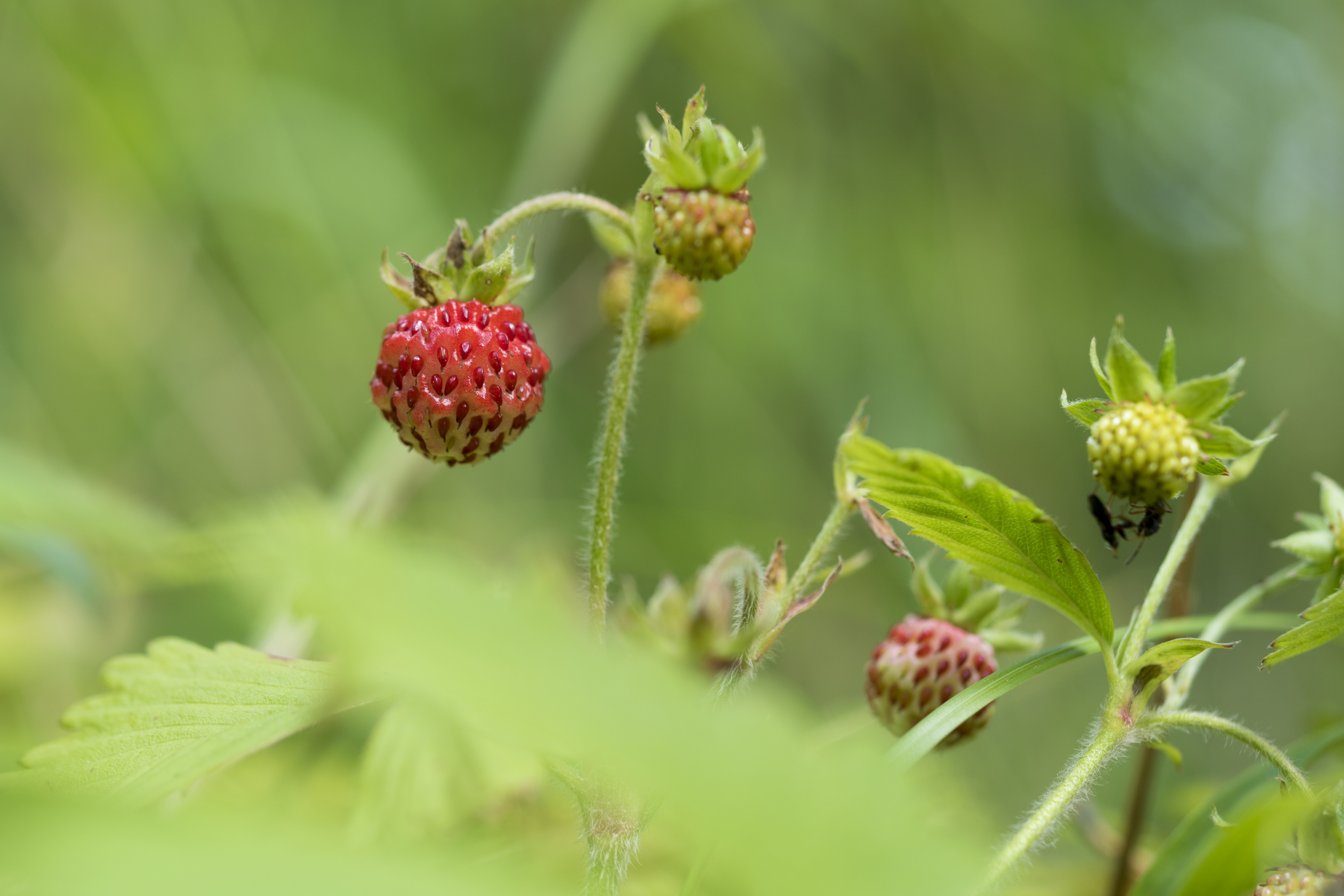 Närbild på några smultron i gräset.