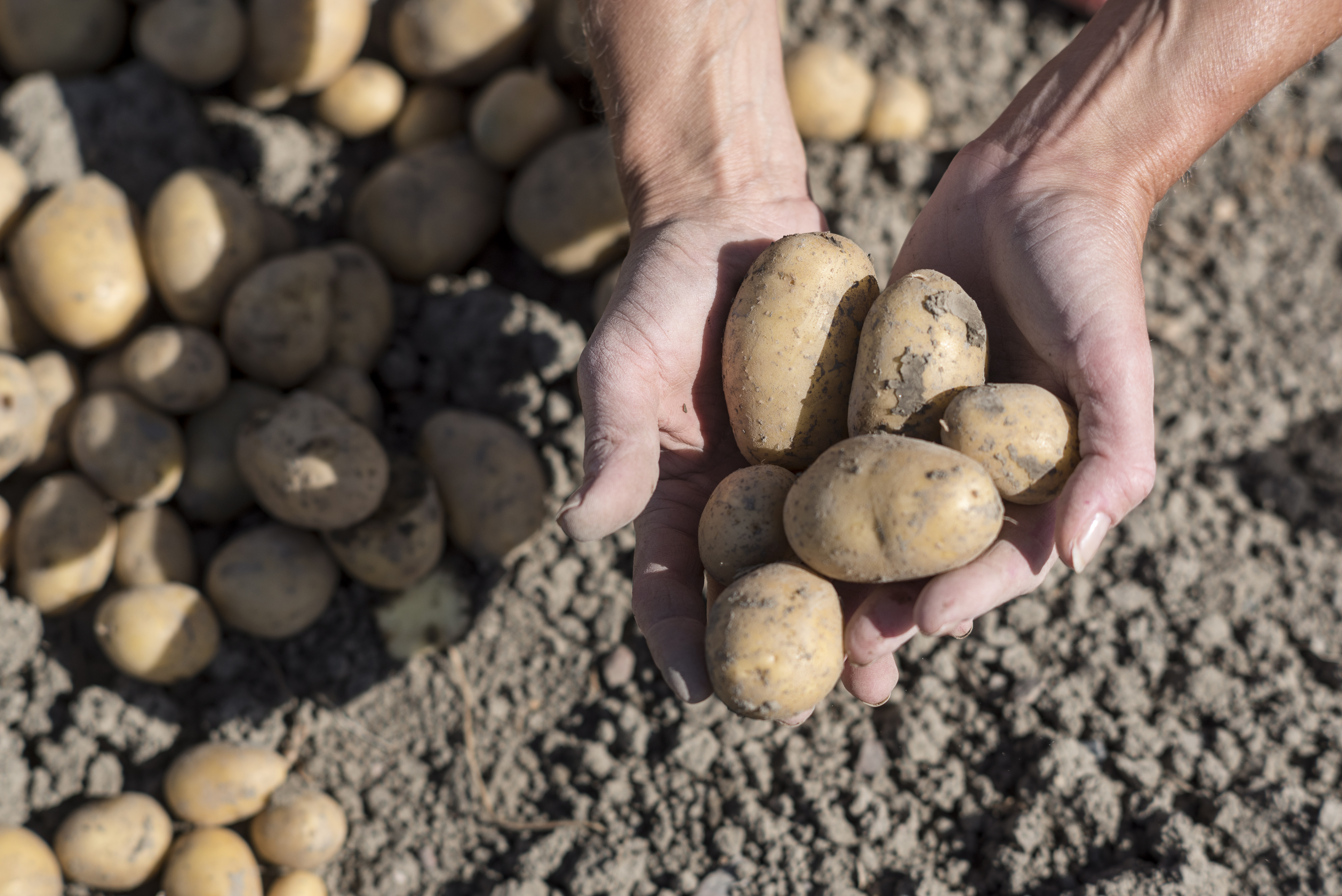 Någon plockar potatis ur jorden.