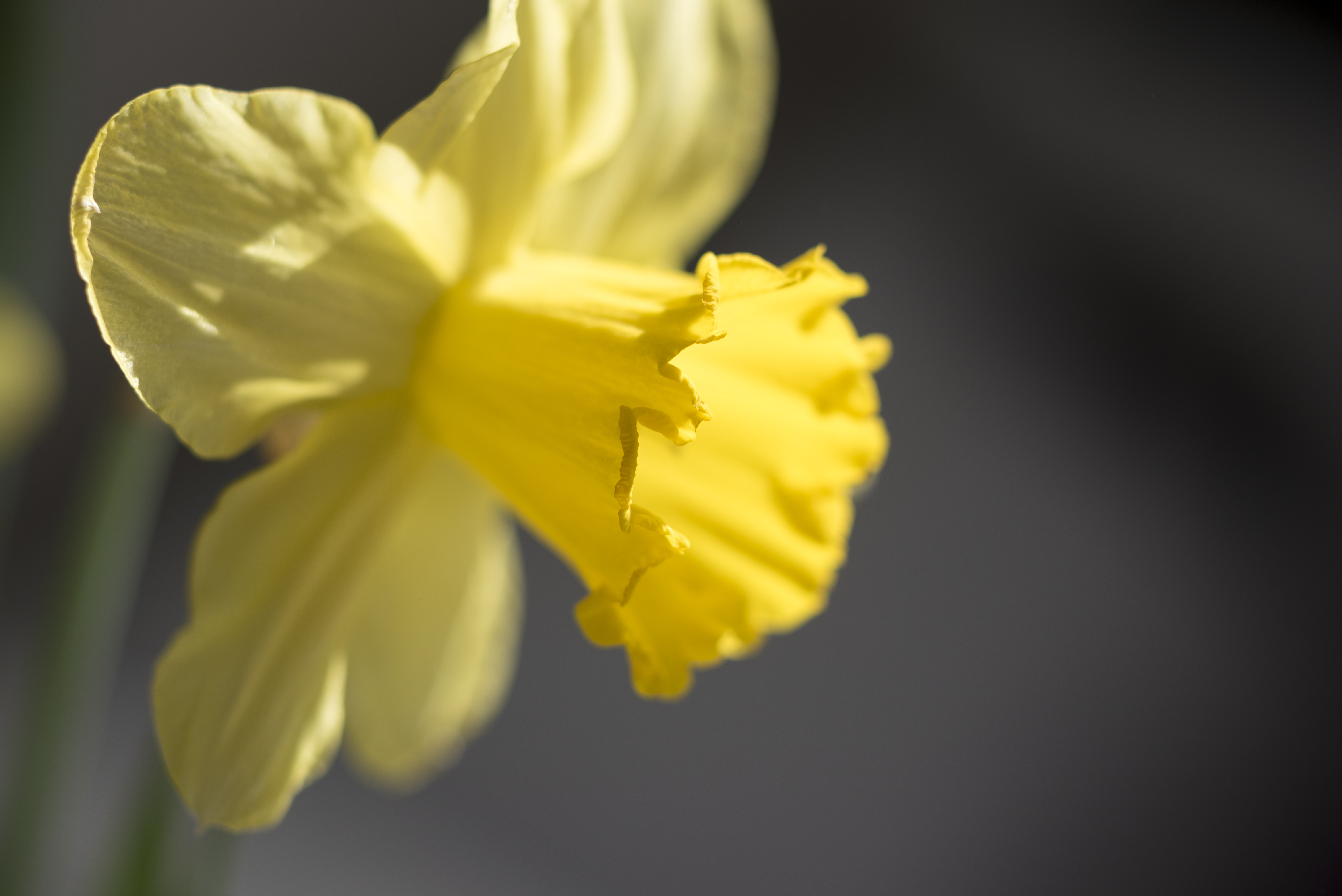 Närbild på en påsklilja i solljus.