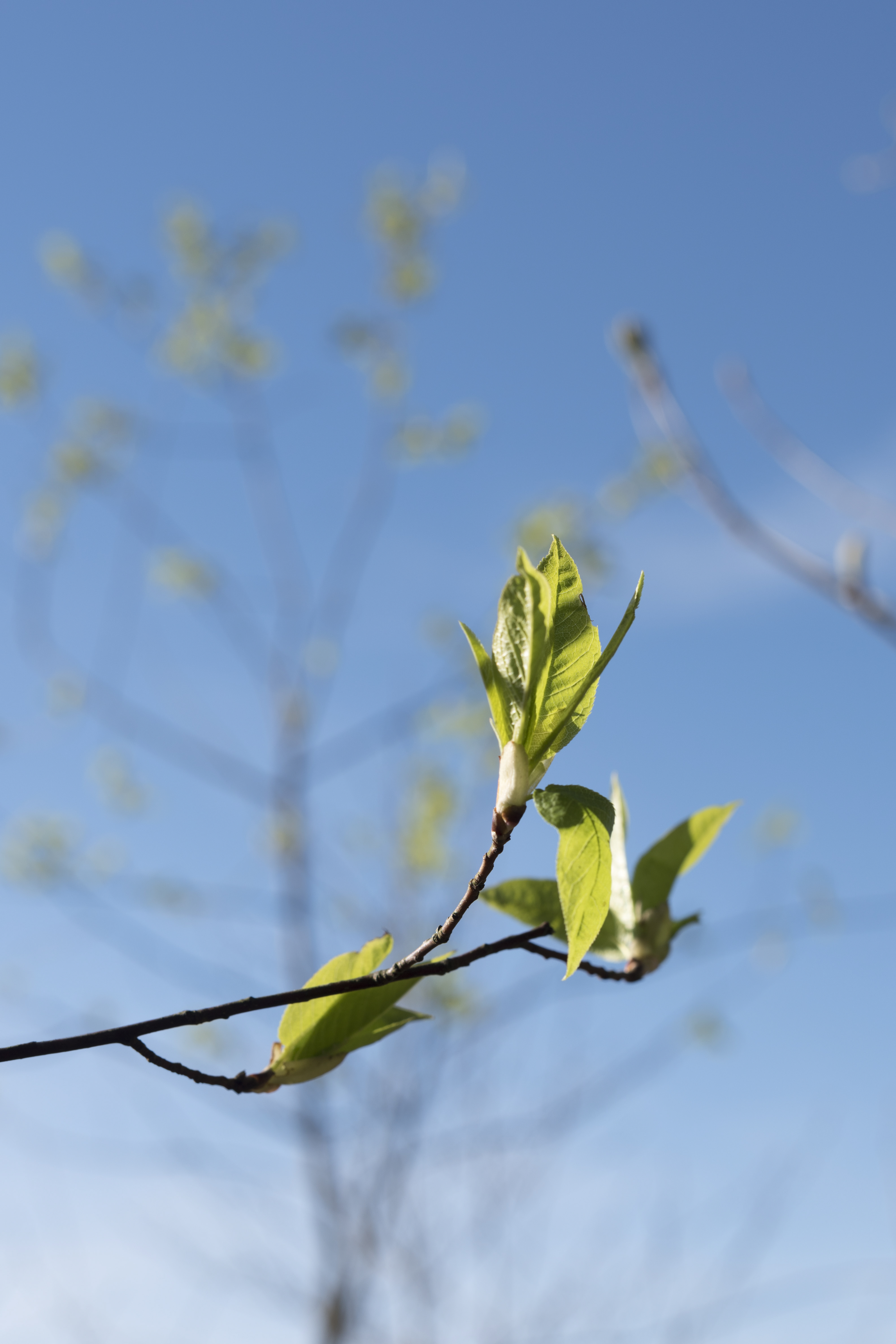 Närbild på en kvist med knoppar.
