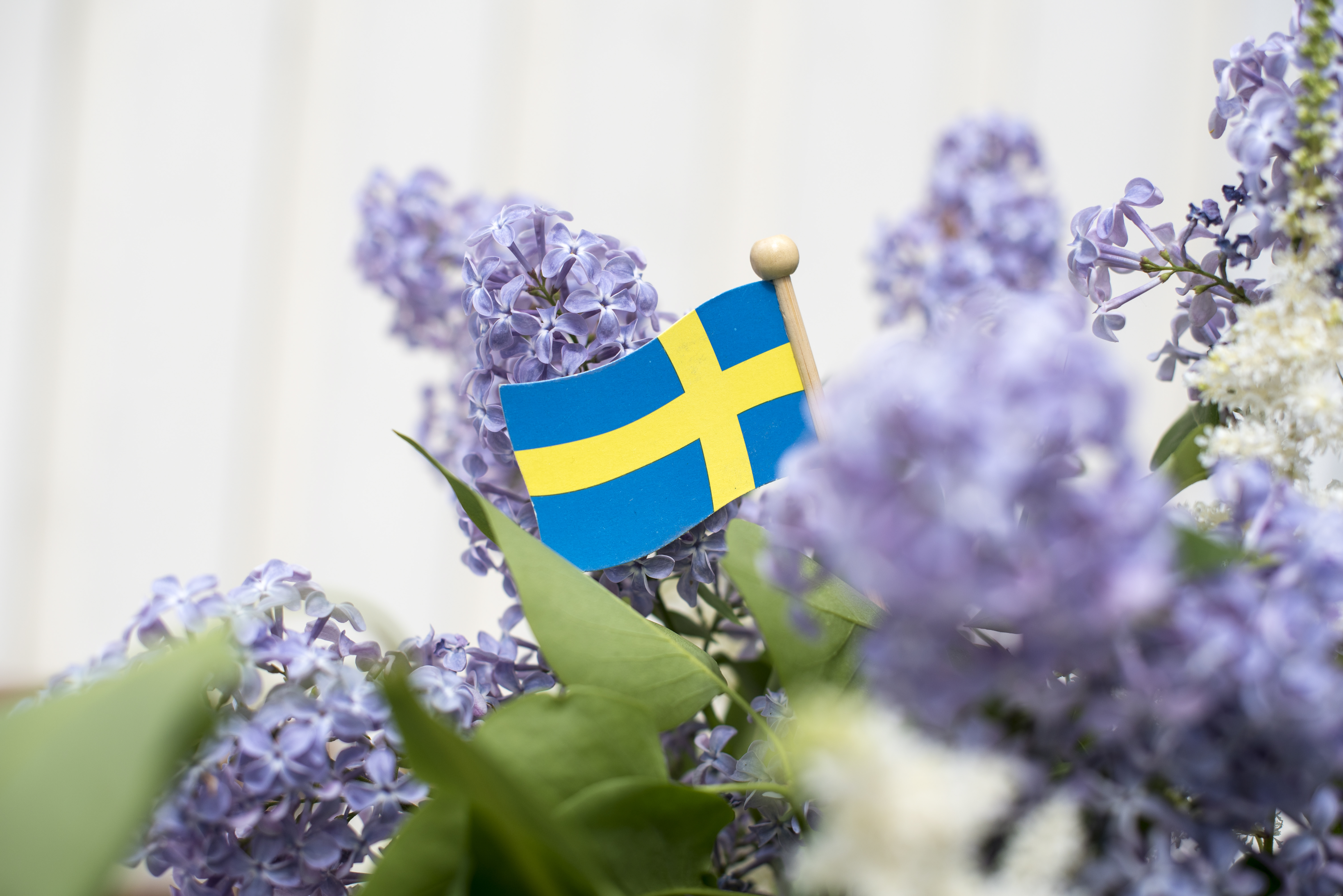 En liten svensk flagga i trä sticker upp bland några lila syrener.