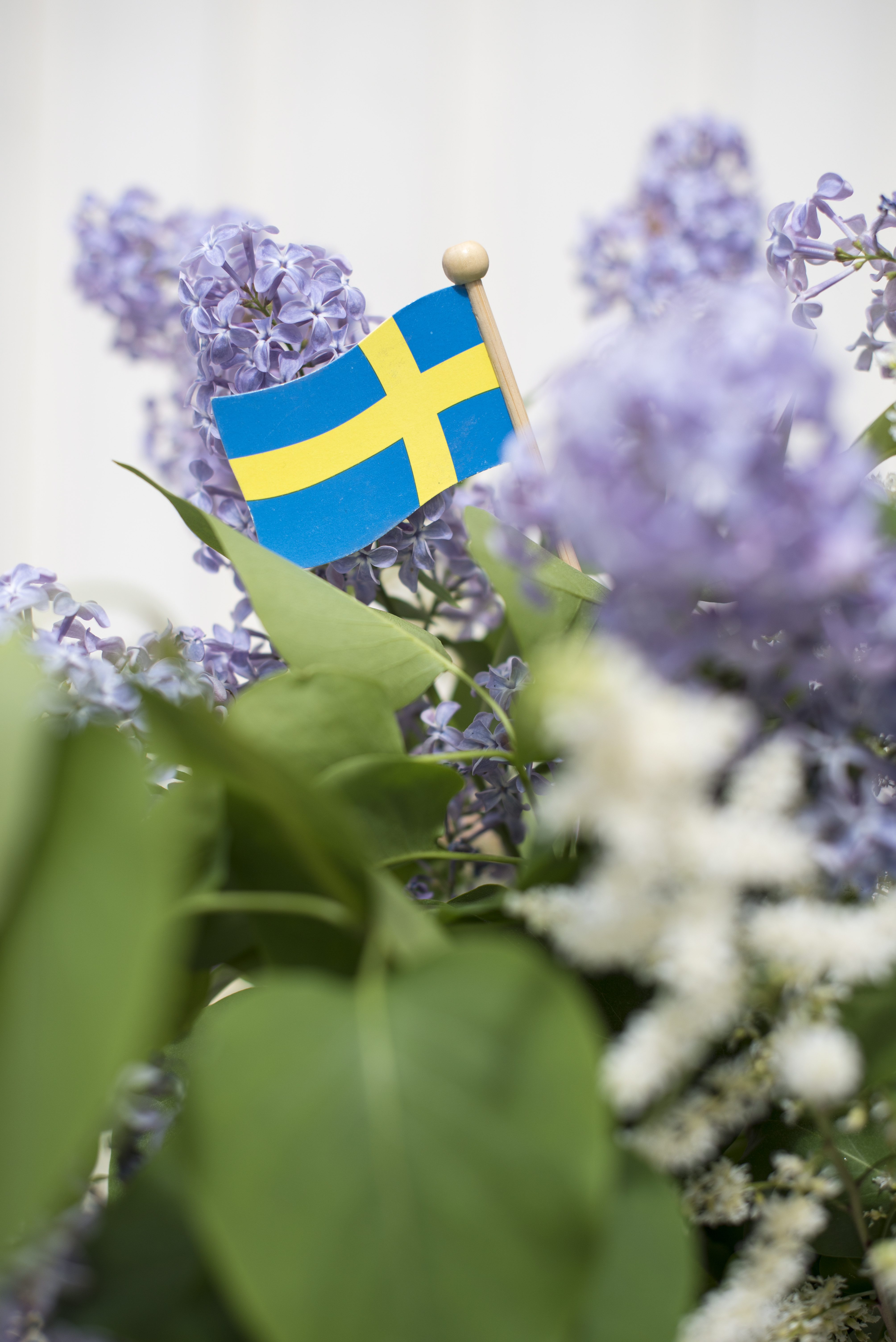 En liten svensk flagga i trä sticker upp bland några lila syrener.