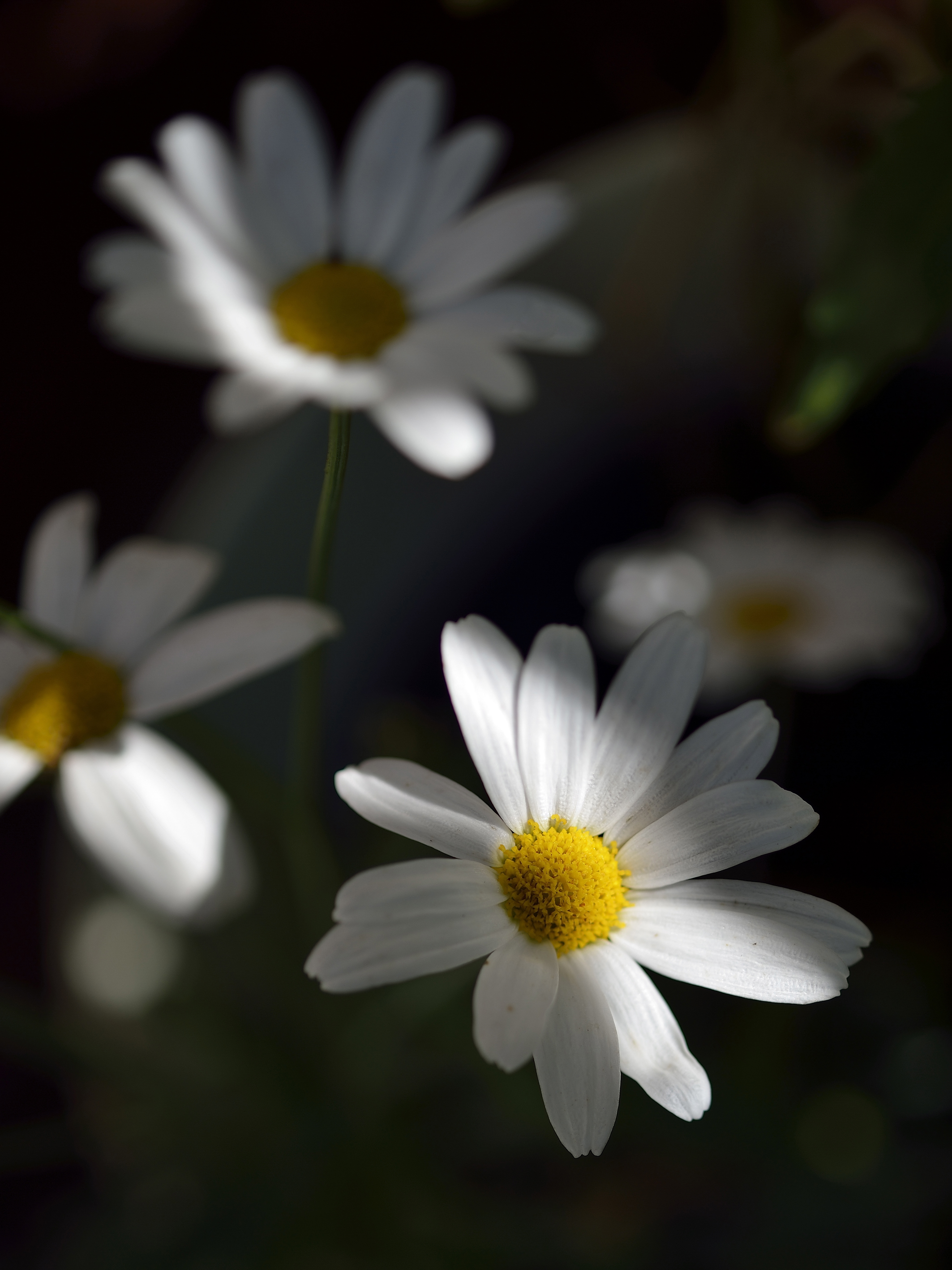 Närbild på några prästkragar.