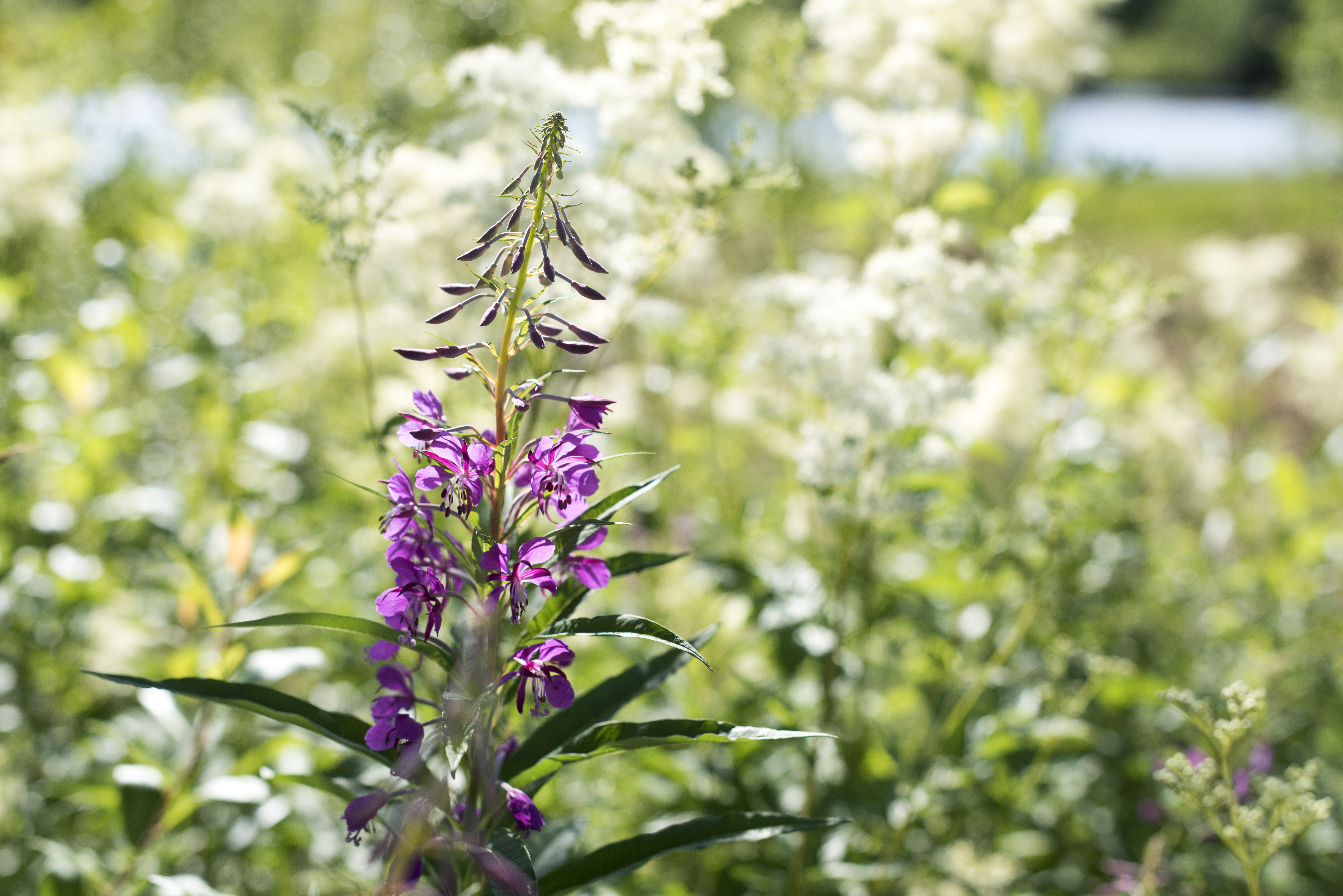 Lila rallarrosor på en blomsteräng.