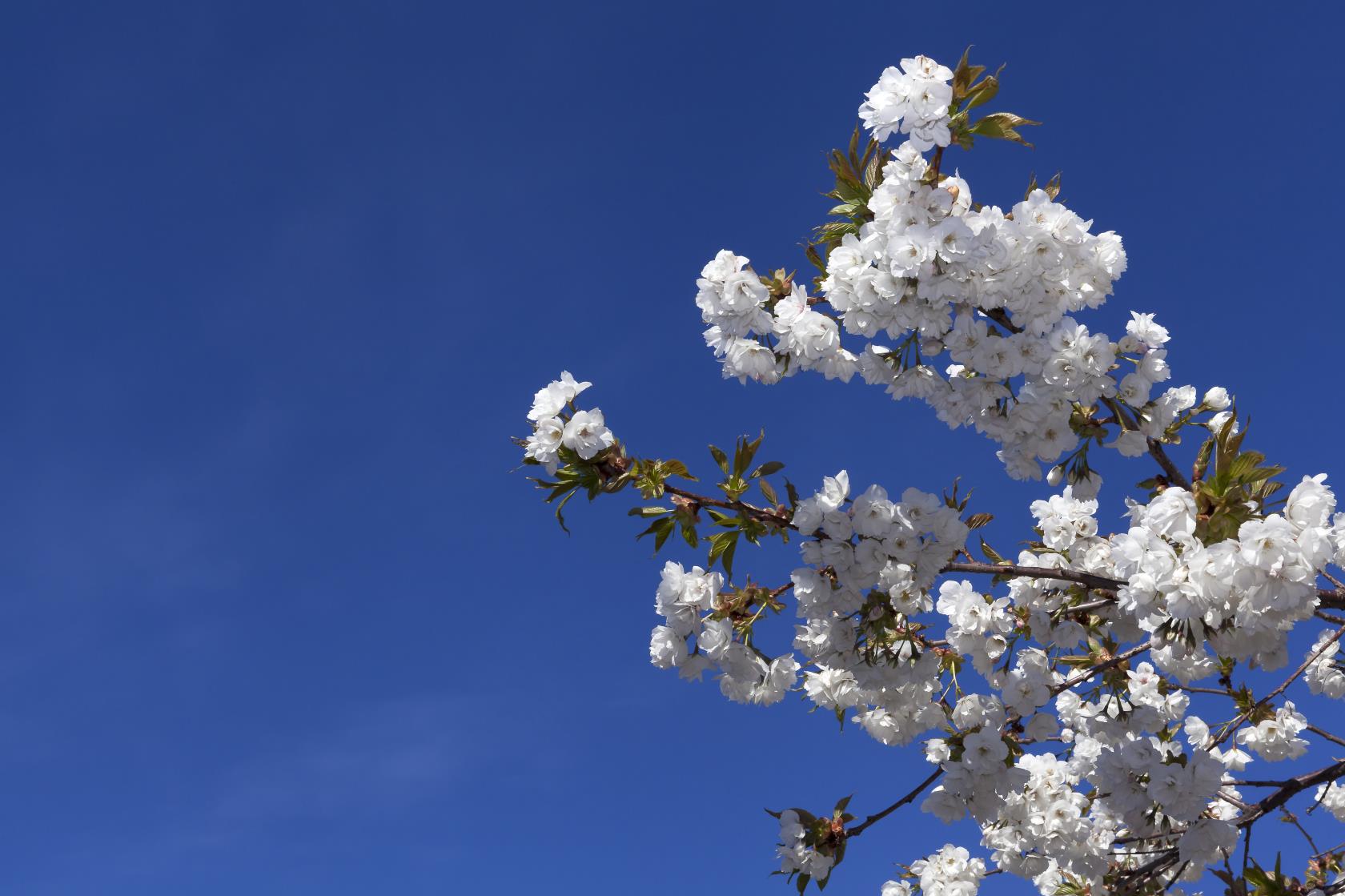 Kvistar med vita äppelblommor mot blå himmel.