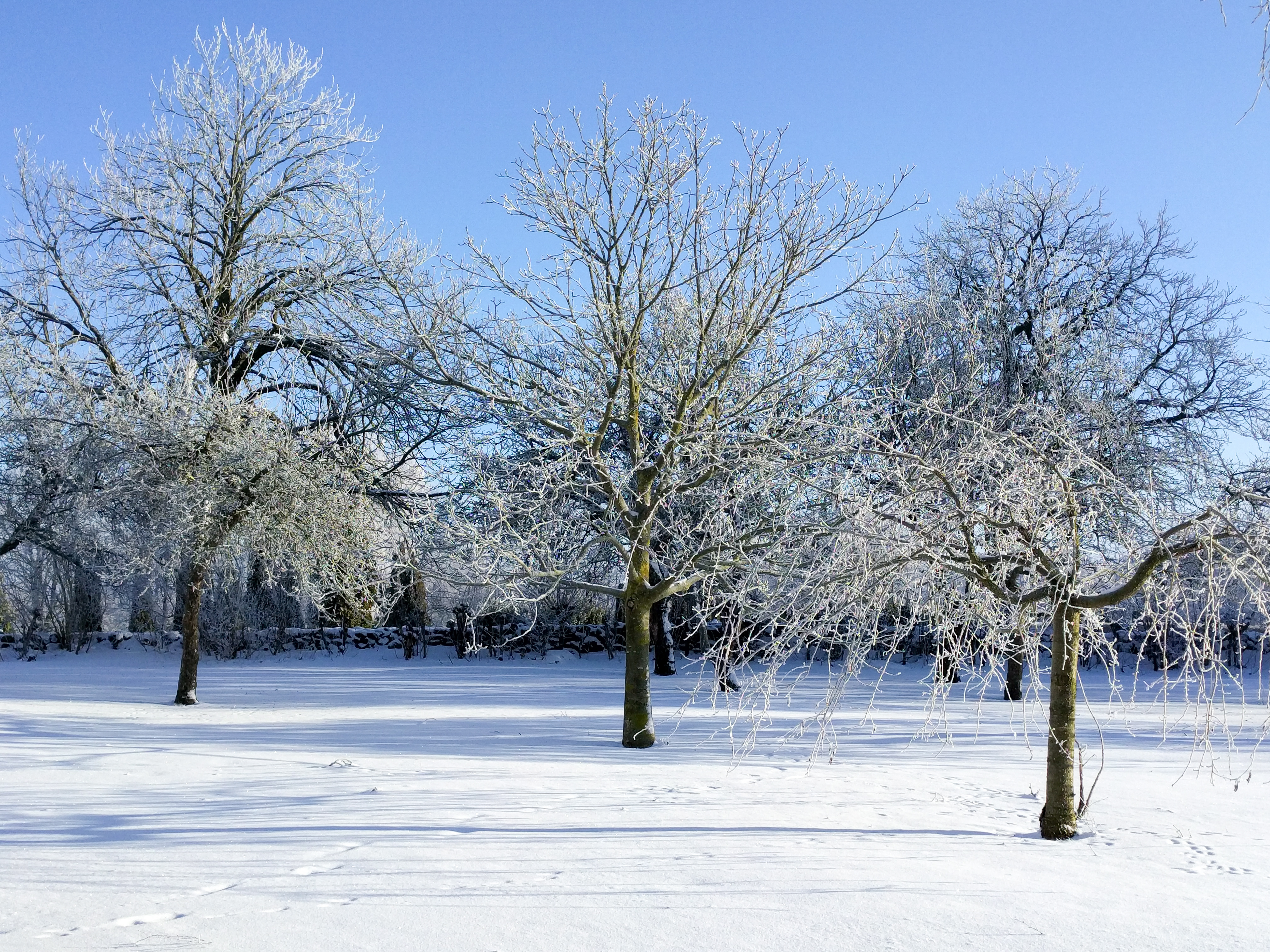 Frostiga träd i snön.