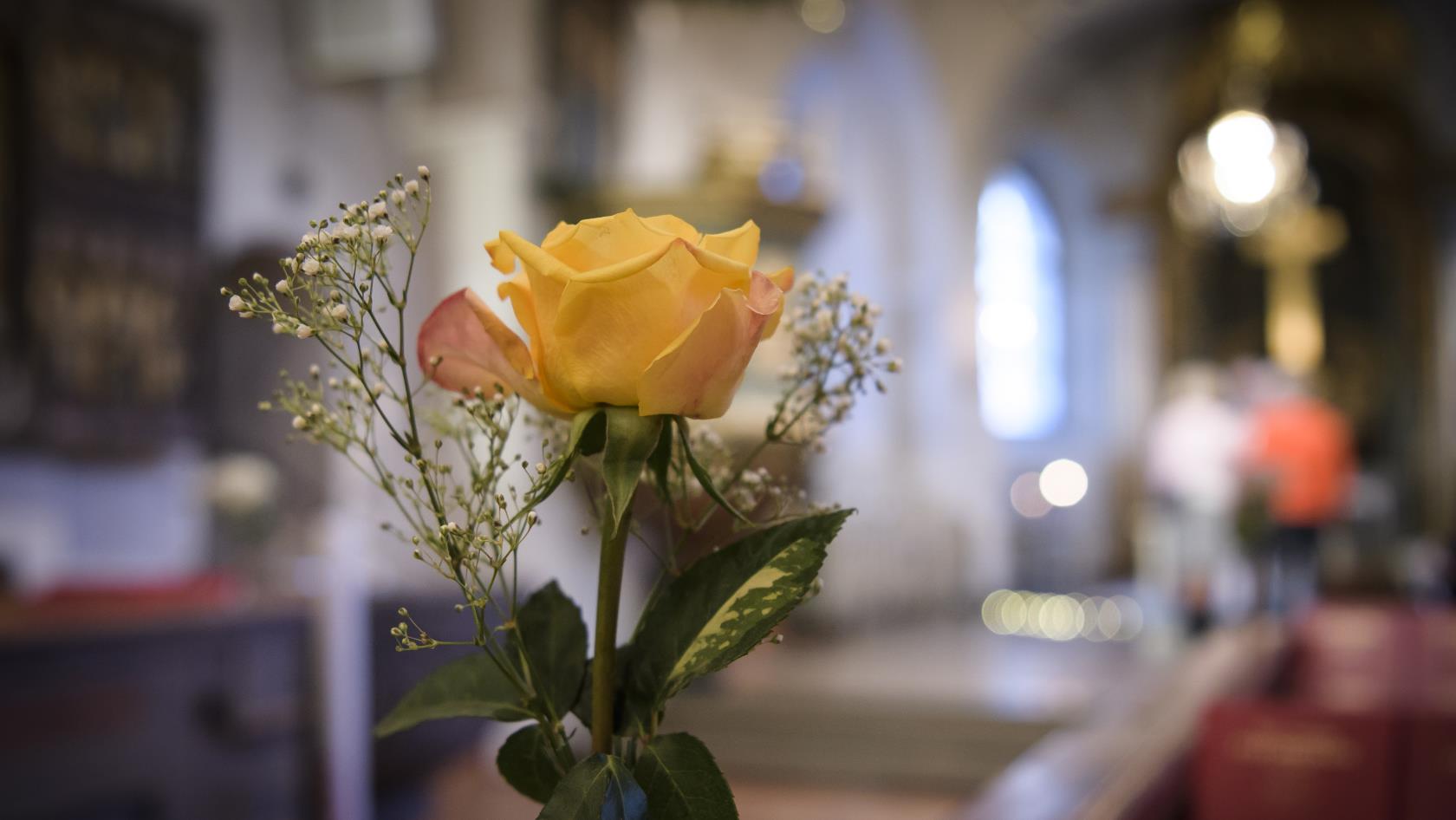 Närbild på en gul ros som står i en kyrka.