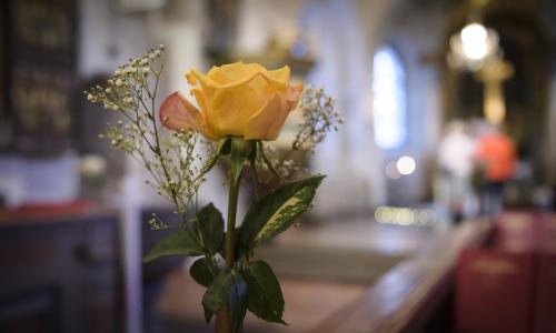 Närbild på en gul ros som står i en kyrka.