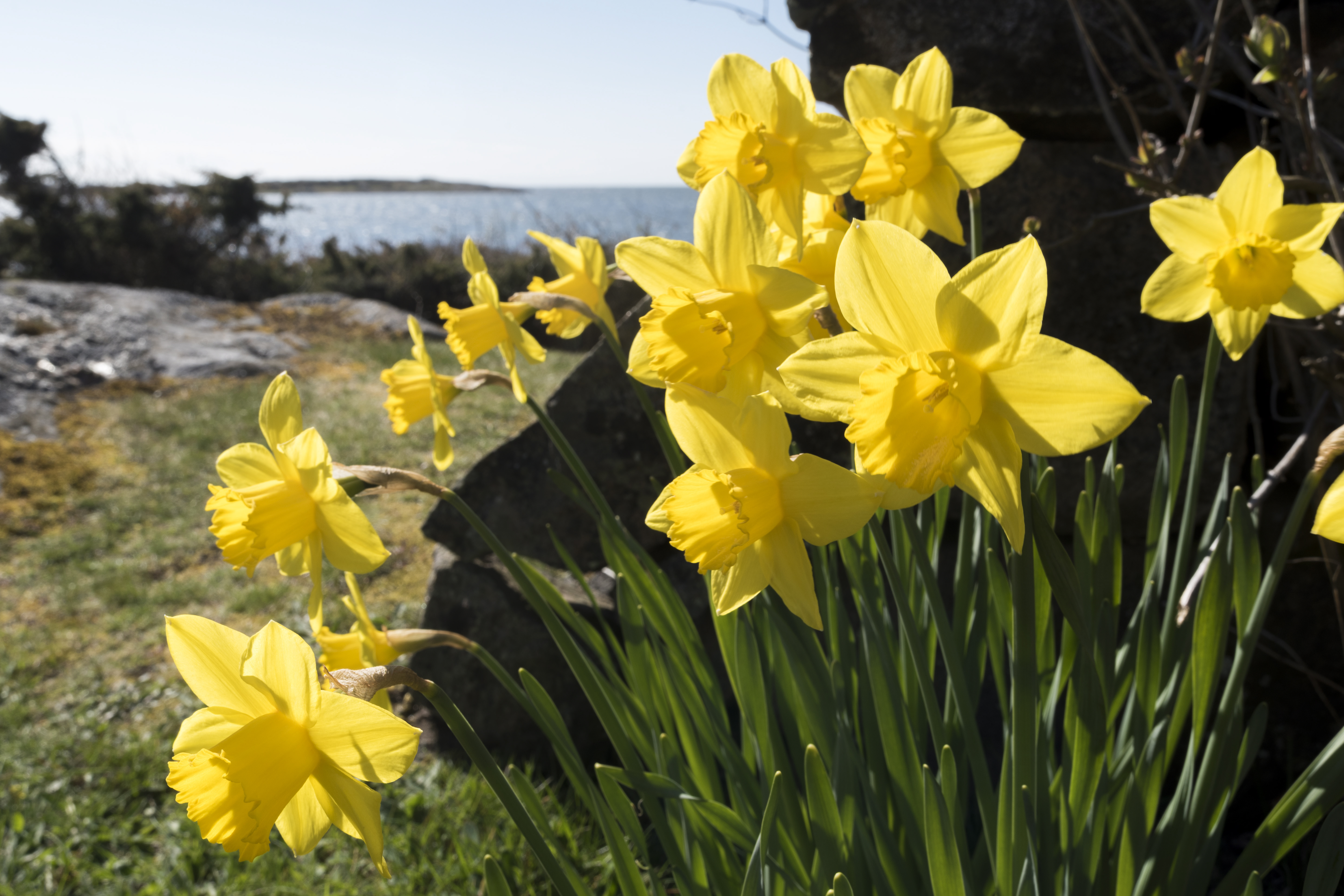 Påskliljor i solen.