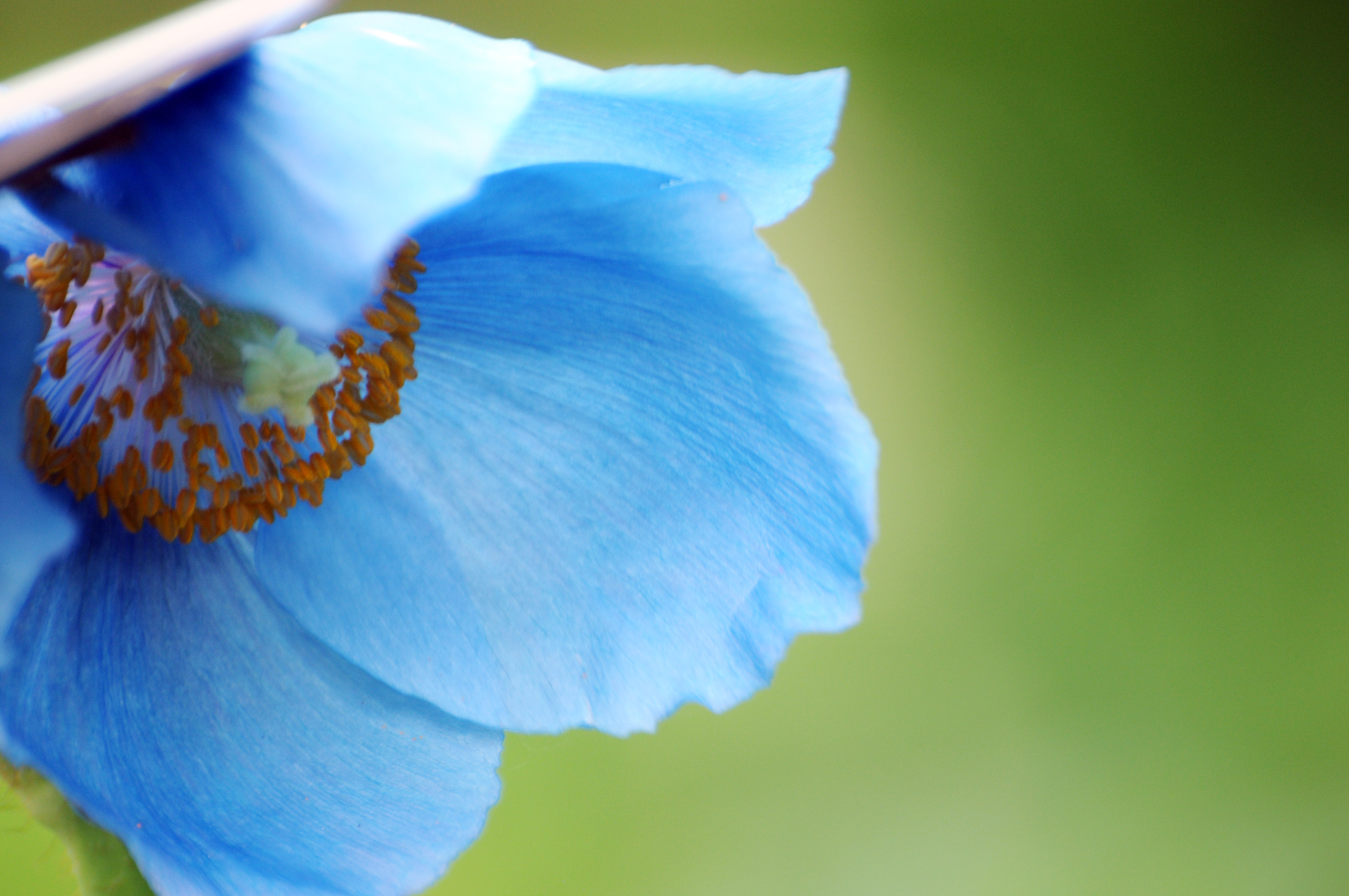 Närbild på en blå blomma.