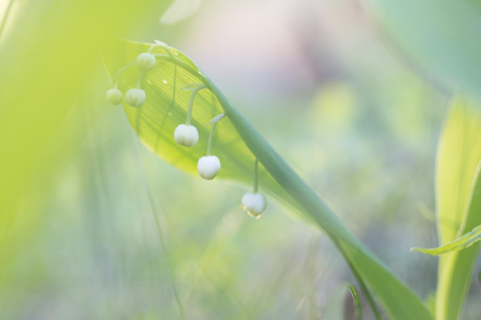 Närbild på en blommande liljekonvalj.