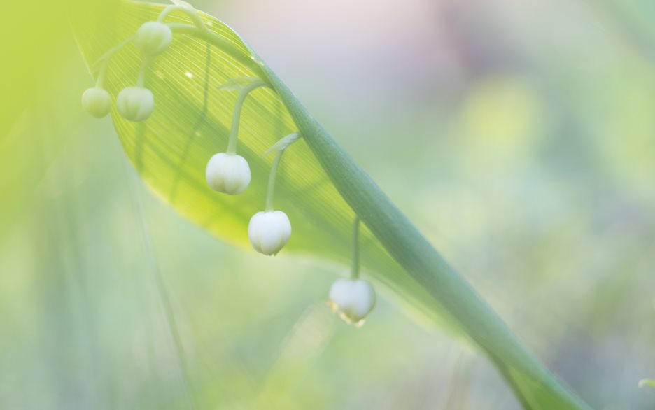 Närbild på en blommande liljekonvalj.