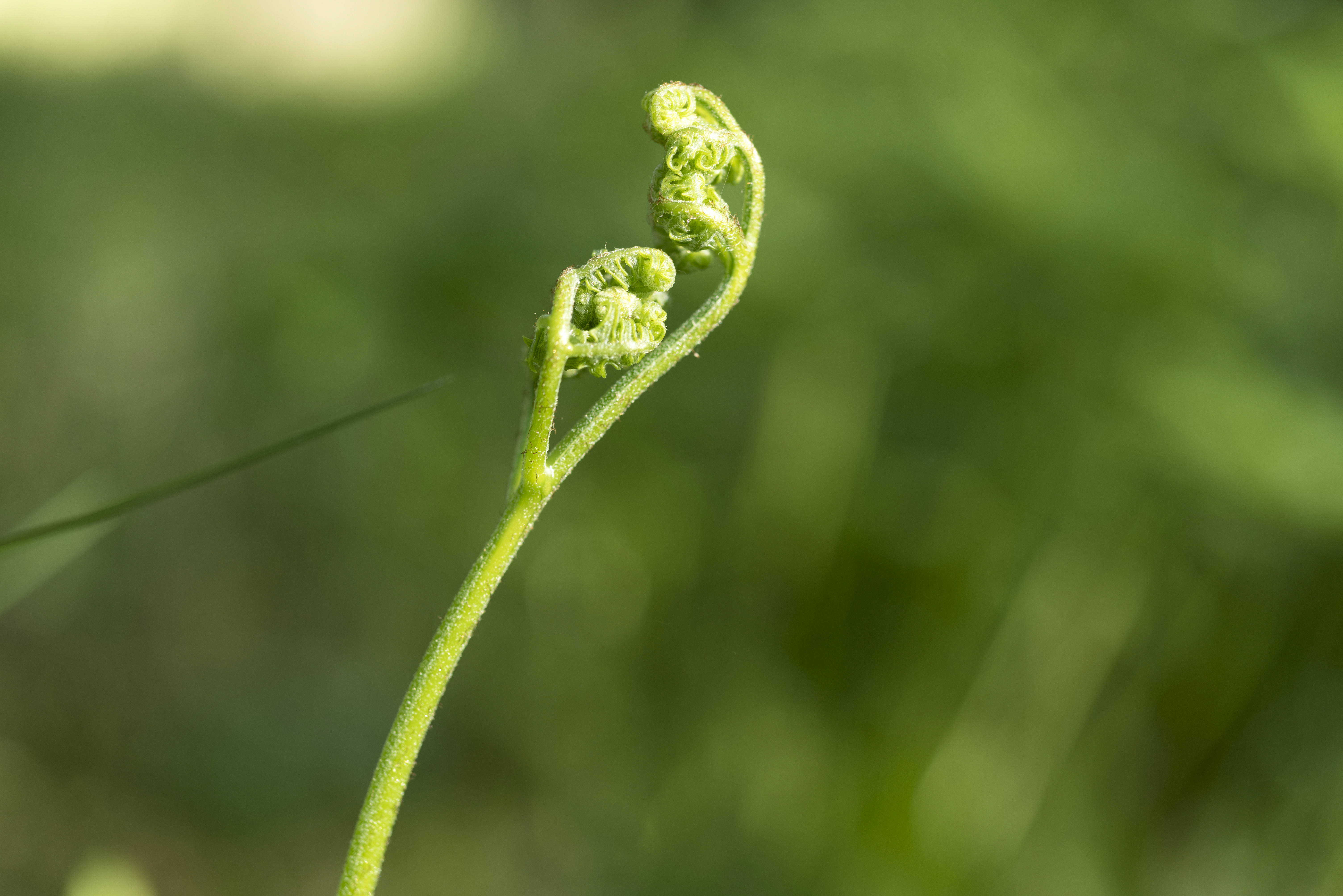 Närbild på en liten växt på väg att veckla ut sina blad.