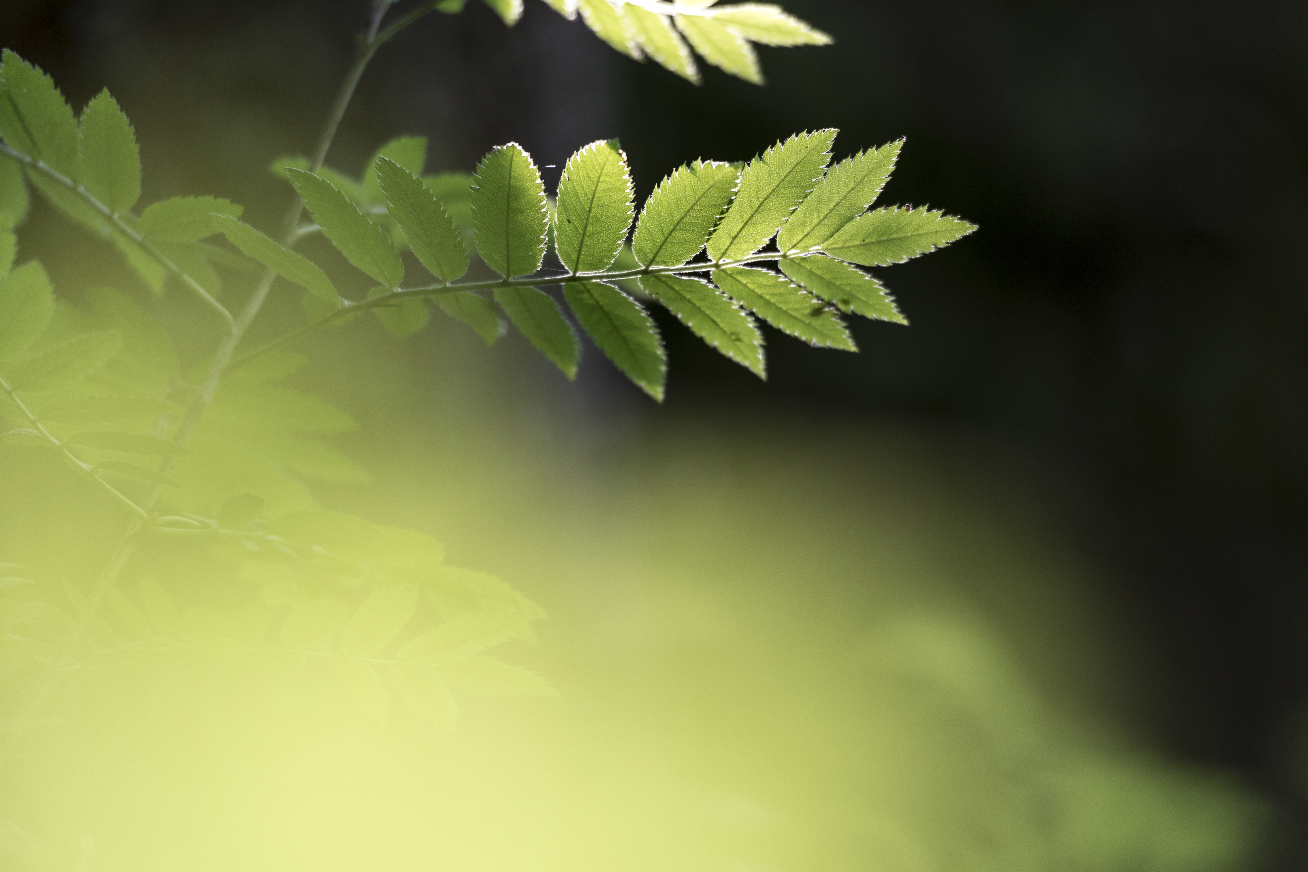 Närbild på rönnlöv i solen.