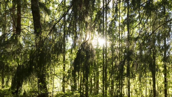 Solen lyser igenom några träd i skogen.