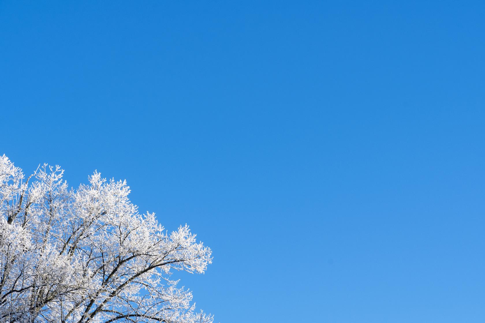 En frostig trädkrona mot blå himmel.