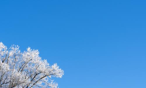 En frostig trädkrona mot blå himmel.