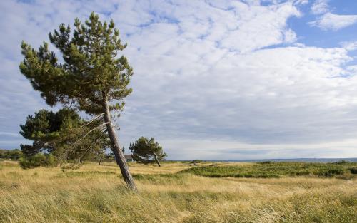 En vindpinad tall på ett fält vid vattnet.