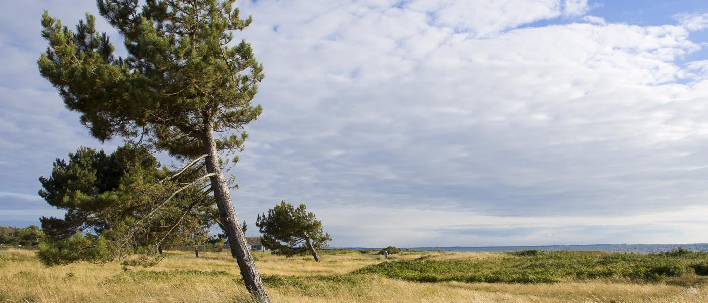 En vindpinad tall på ett fält vid vattnet.