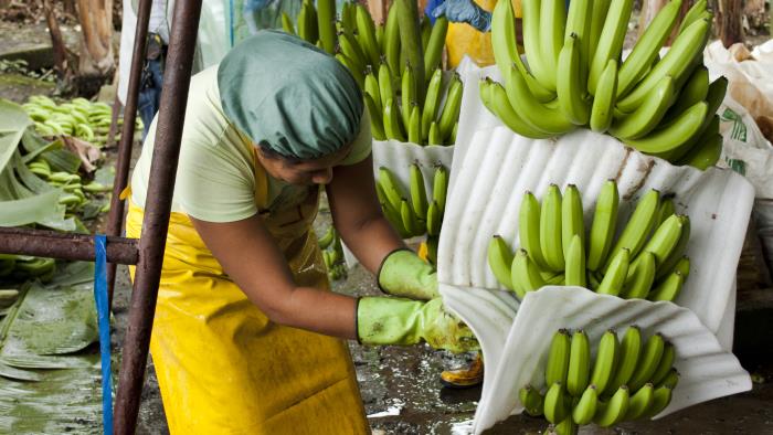 En arbetare i gult förkläde på en bananodling.