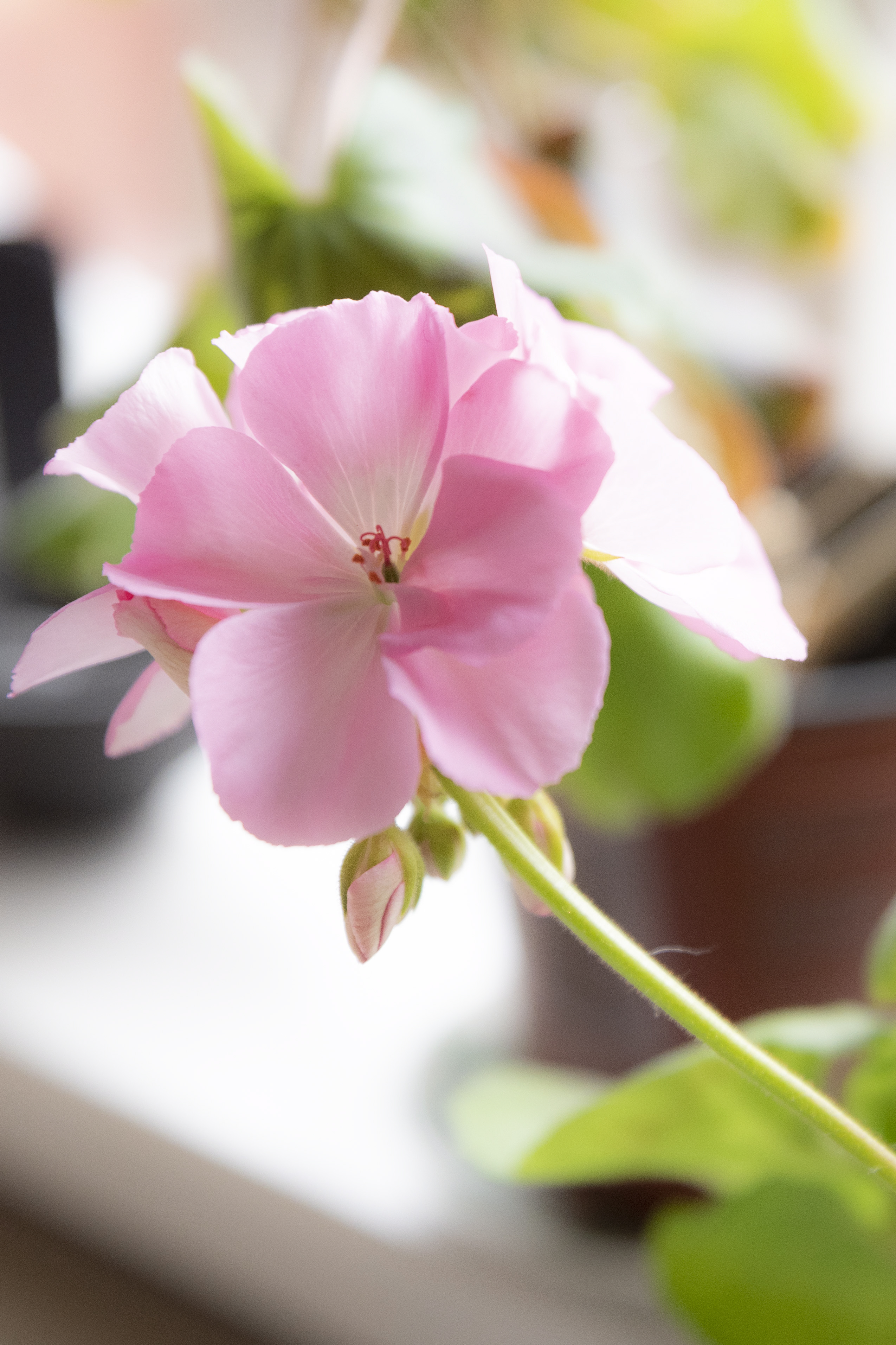 Närbild på en ljusrosa pelargon.