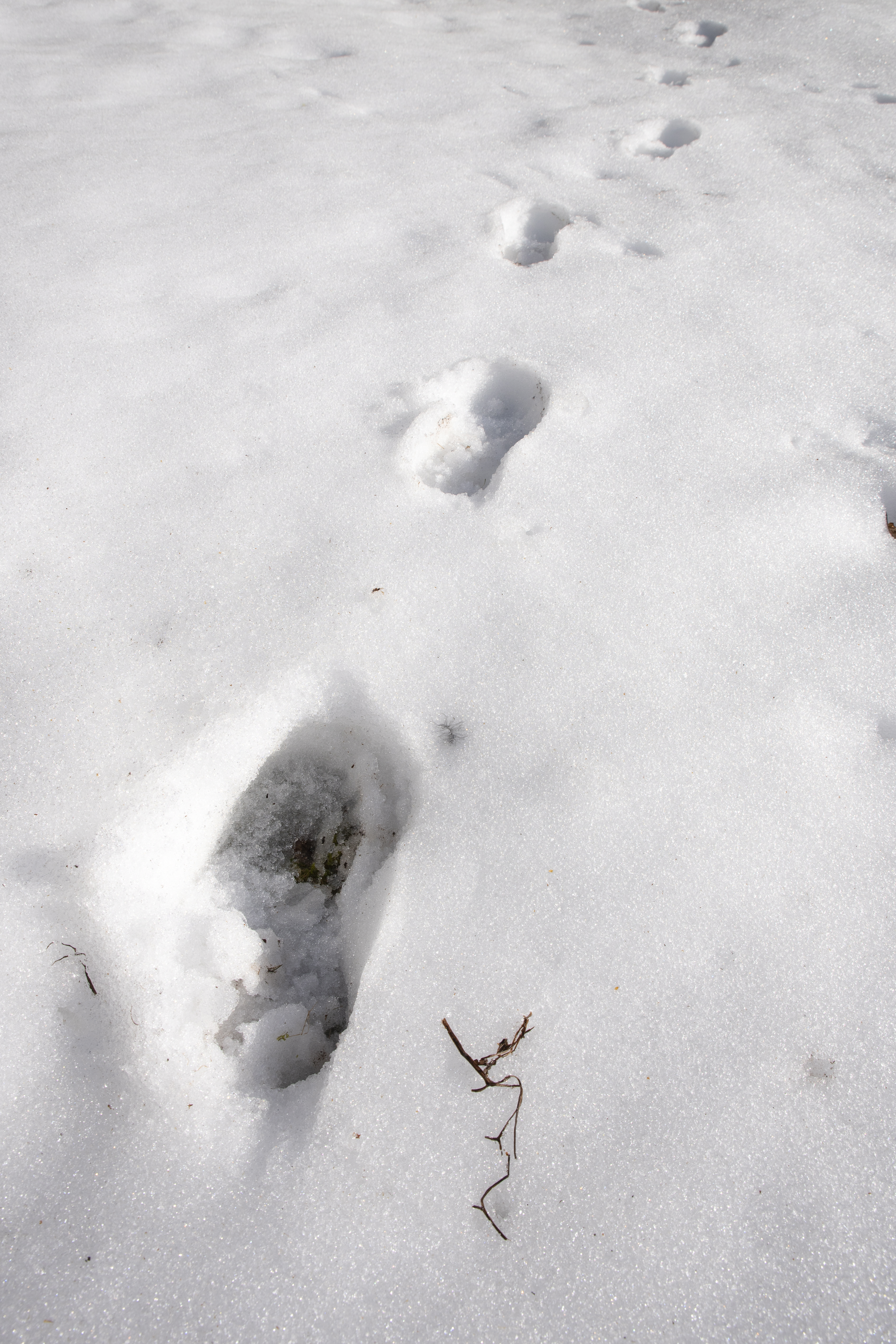 Fotspår i snön.