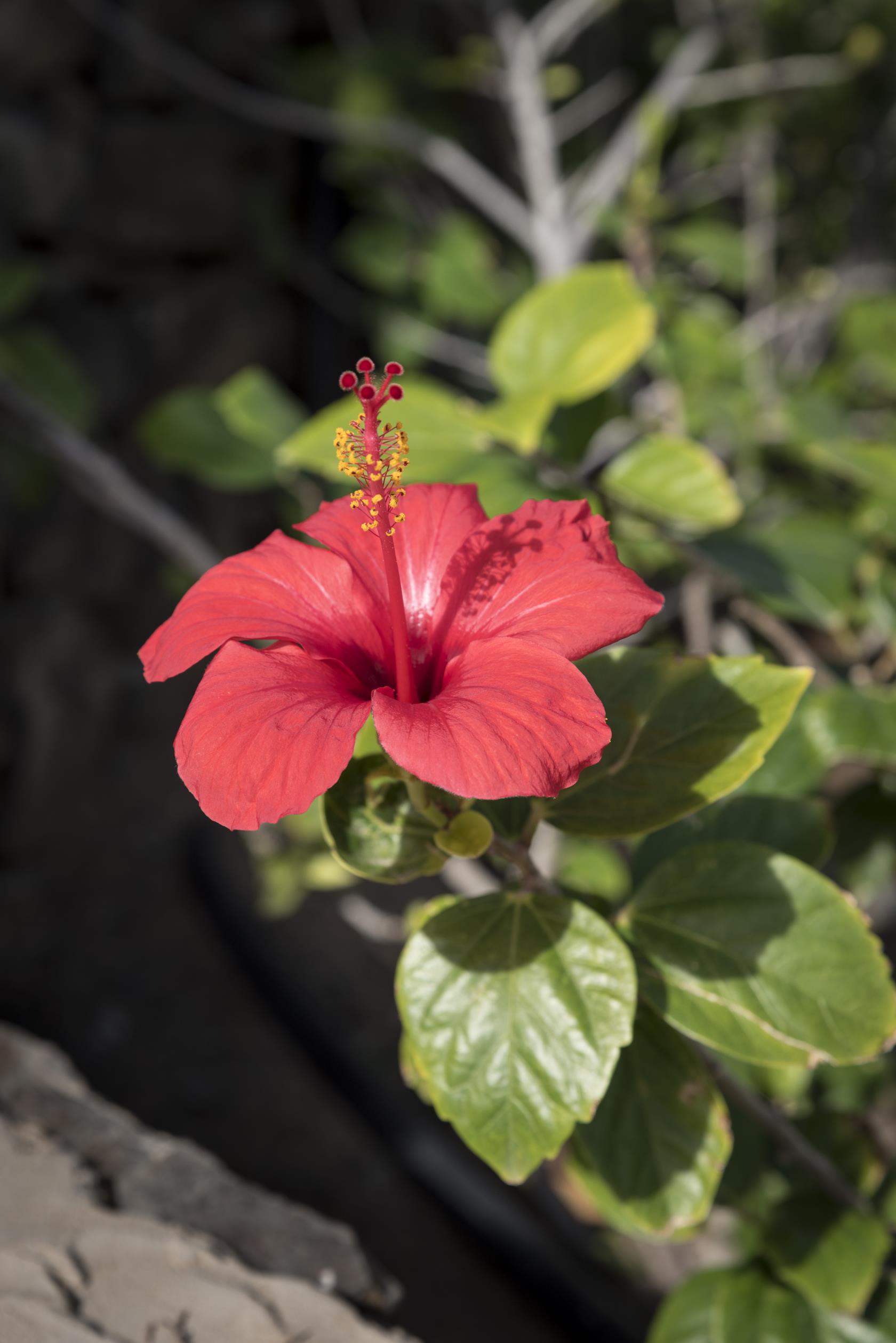 Närbild på en röd blomma i solen.