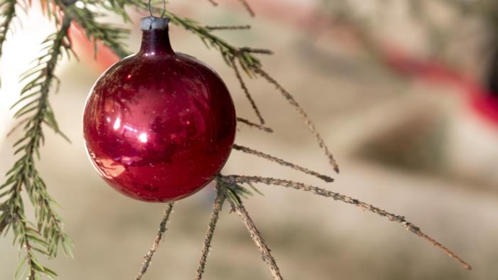 En röd julgranskula hänger på en gren i en gran som tappat sina barr.