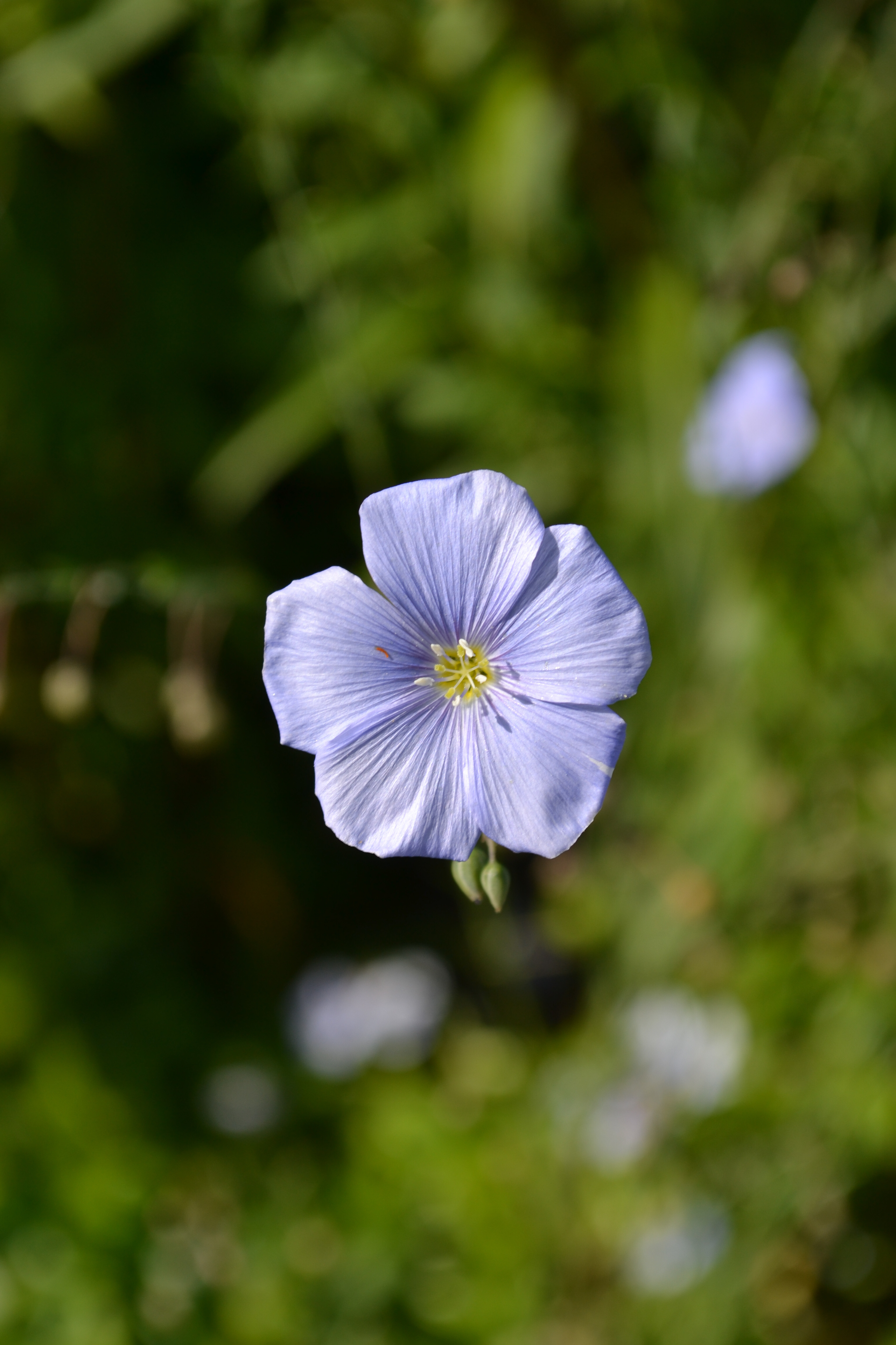 Närbild på en lila blomma.