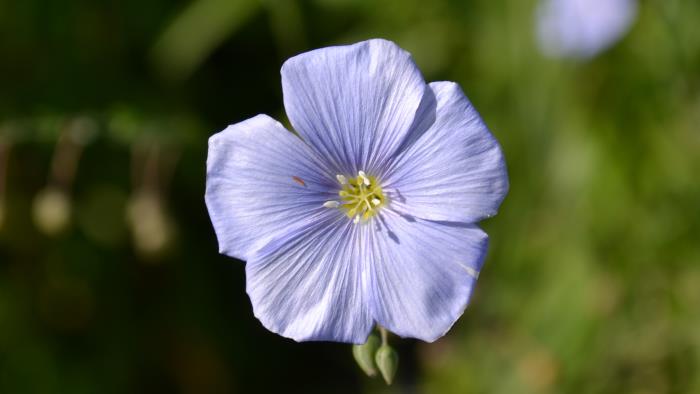 Närbild på en lila blomma.