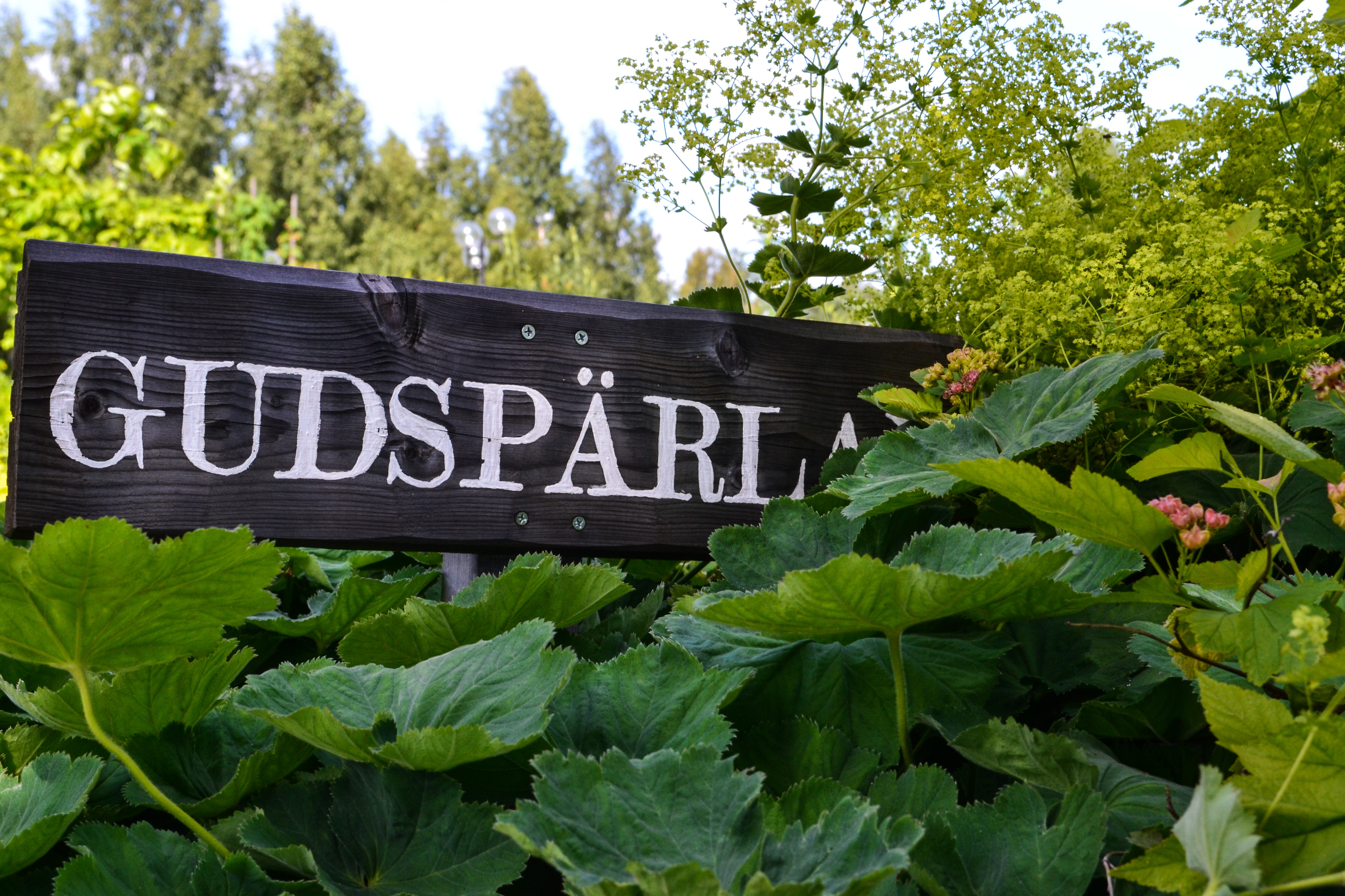 En träskylt med texten Gudspärlan står i en rabatt lite skymd av växtlighet.