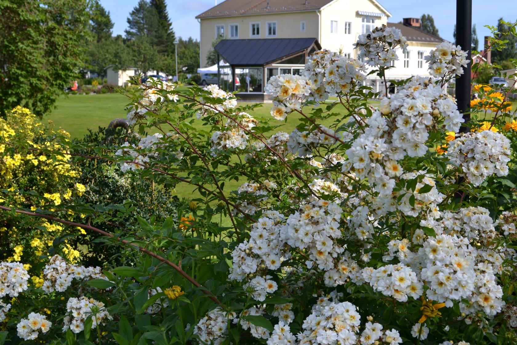 Buskar med vita och gula blommor i en trädgård. Ett stort hus i bakgrunden.