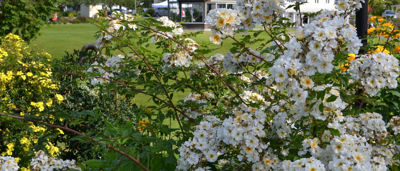 Buskar med vita och gula blommor i en trädgård. Ett stort hus i bakgrunden.