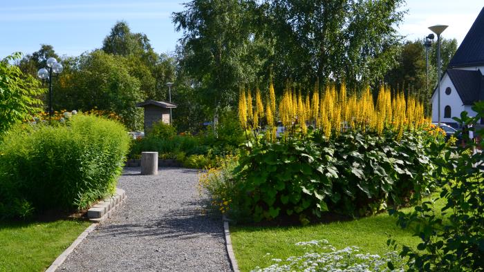 En grusgång i en trädgård. Buskar och blommor växer i rabatten längs gången.