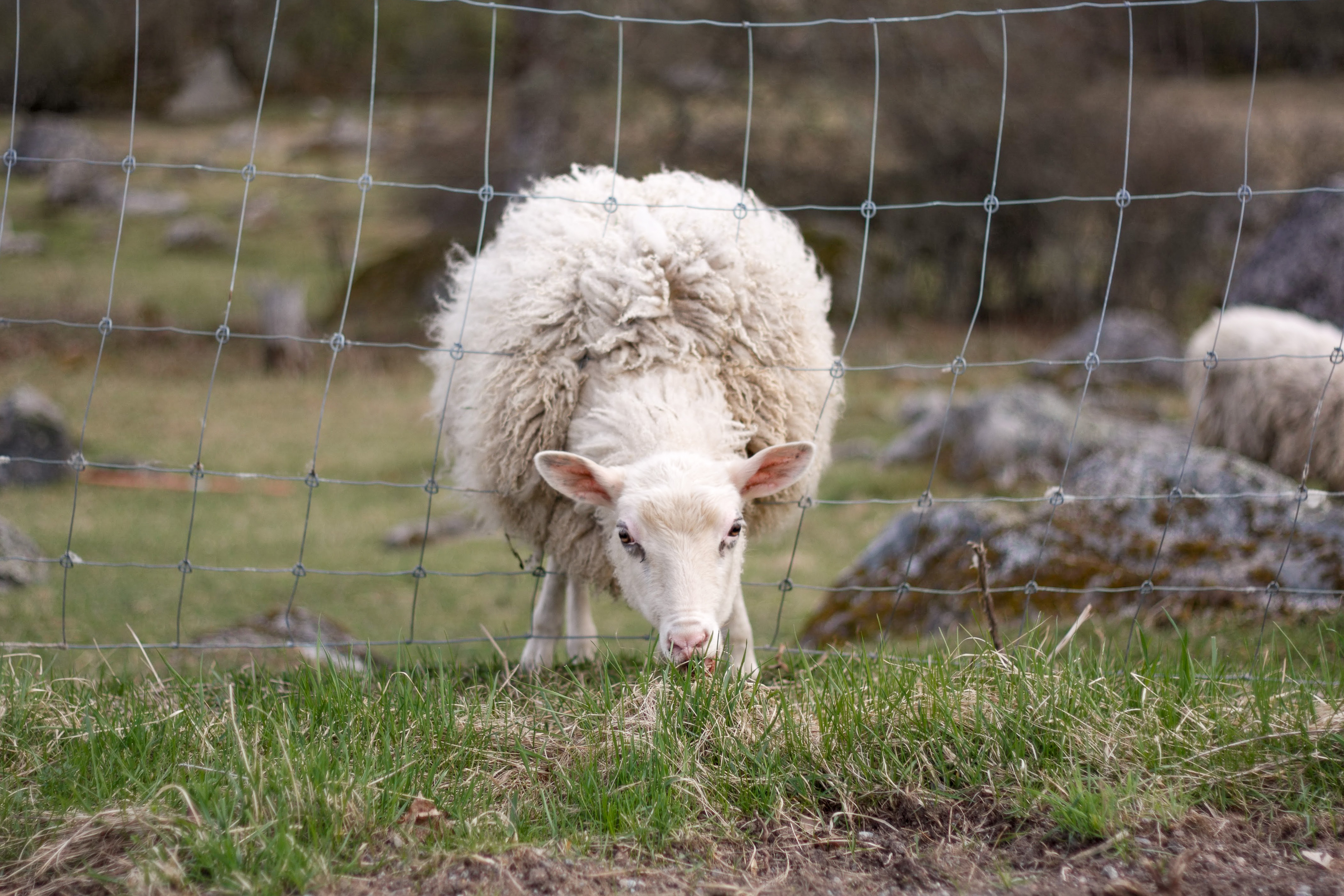 Ett lamm har stuckit huvudet genom stängslet för att äta gräset på andra sidan.