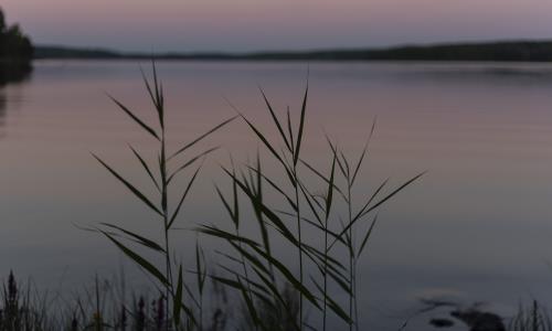 Några vasstrån vid stilla vatten en kväll.