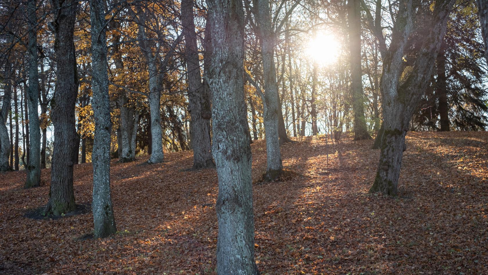 Solen lyser igenom glesa och lövlösa höstträd.