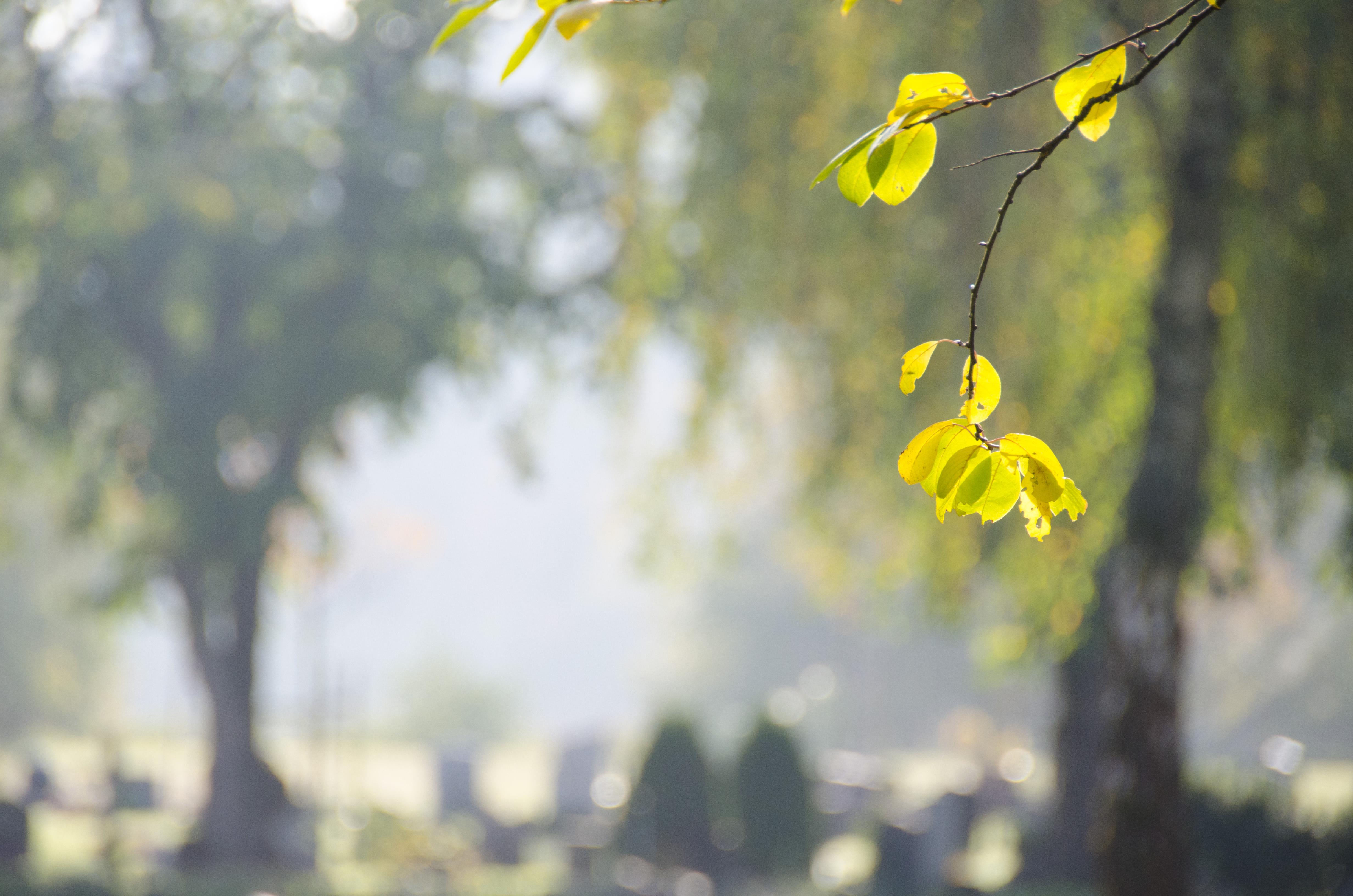 Några gula löv på en kvist på en kyrkogård.