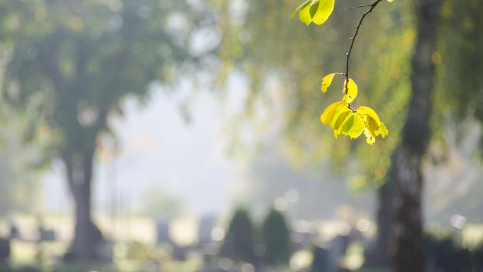 Några gula löv på en kvist på en kyrkogård.