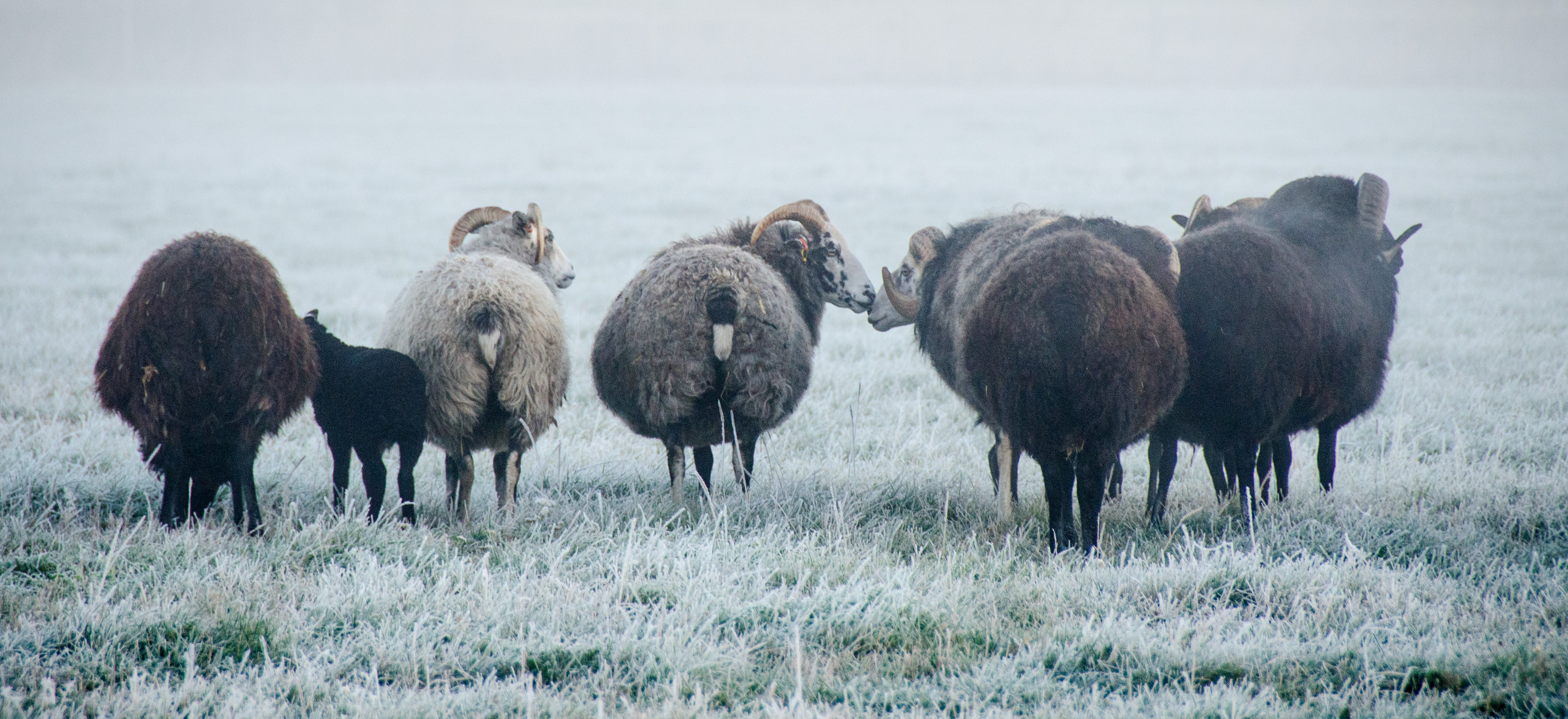Några får och ett lamm står på en frostig äng.