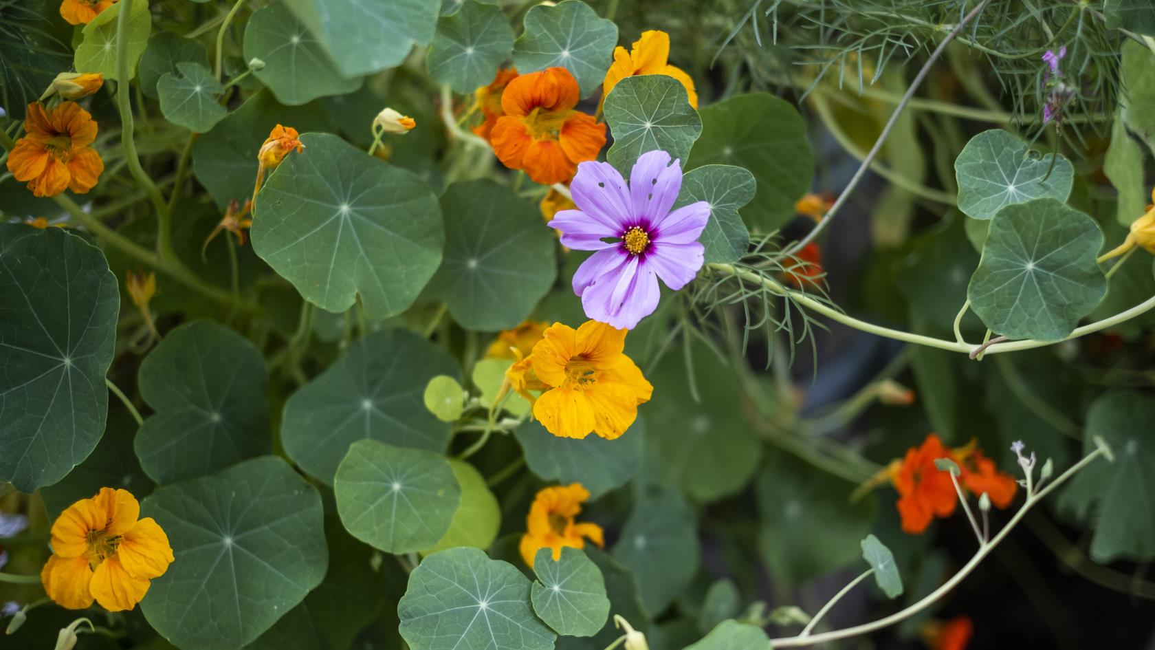 Blomsterkrasse i olika färger.