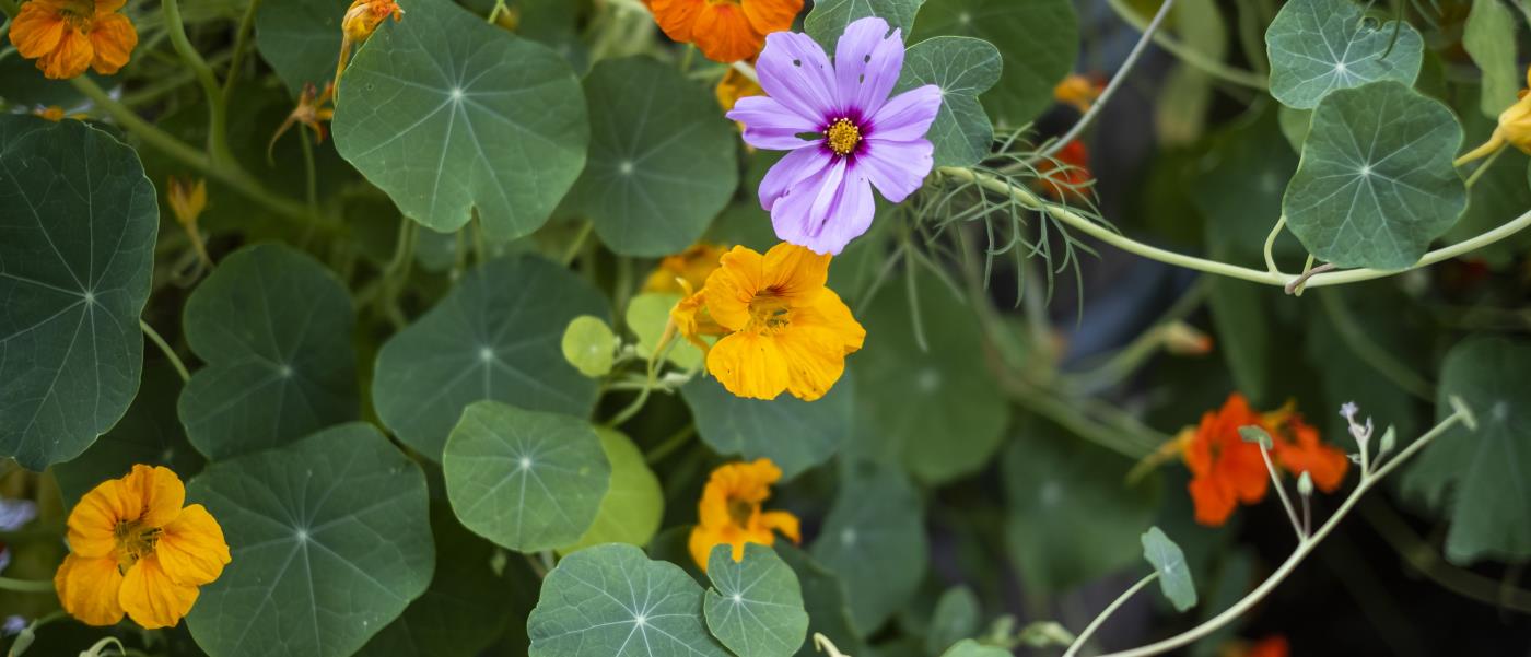 Blomsterkrasse i olika färger.