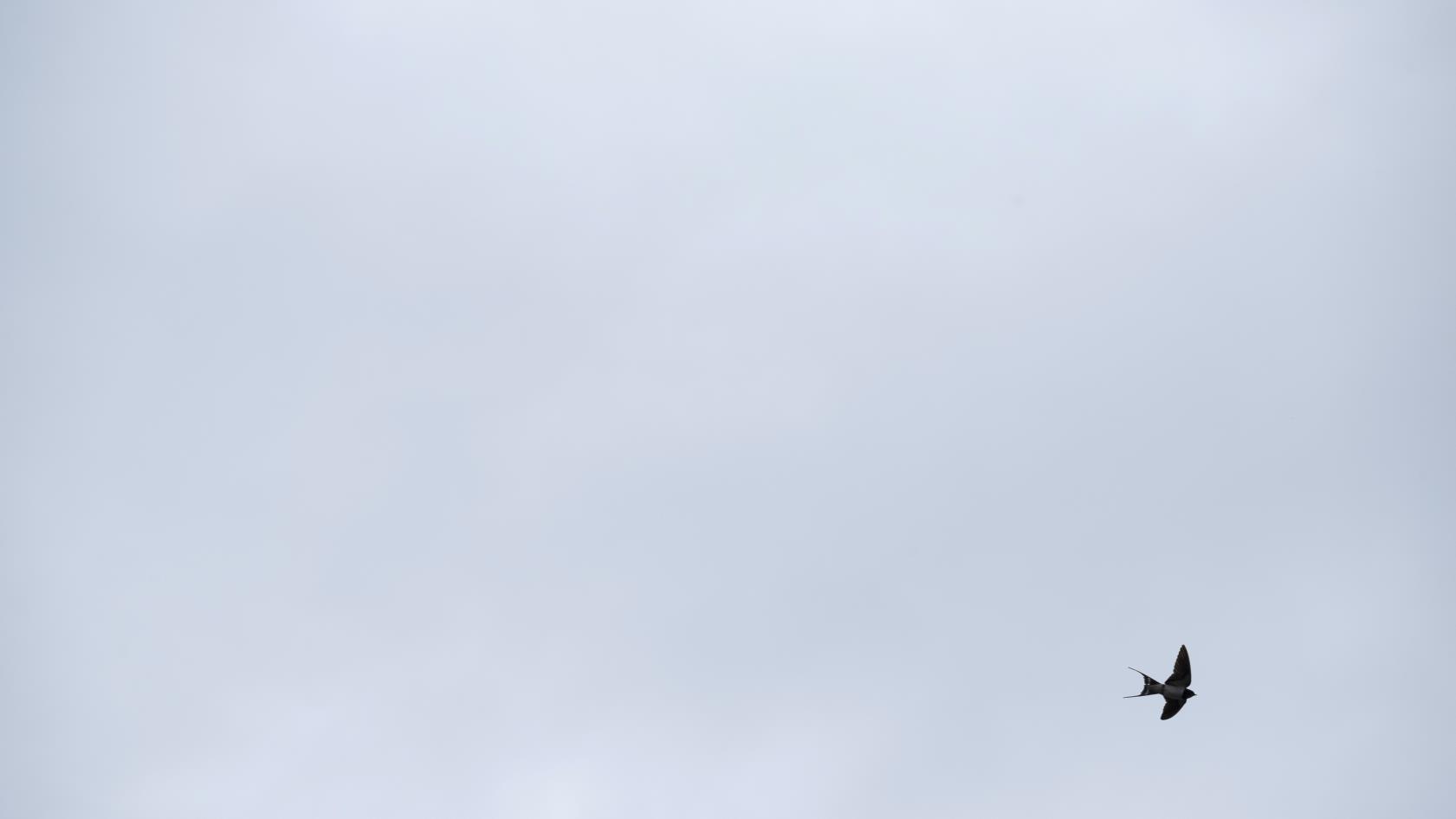 En svala svävar i en grå himmel.