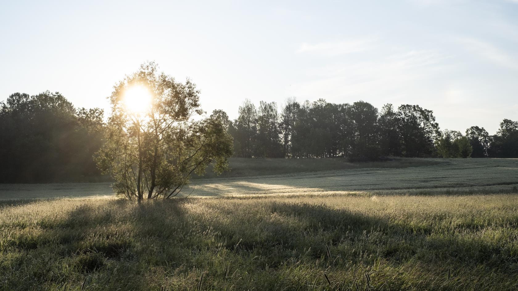 Solen lyser igenom ett buskage på en åker.