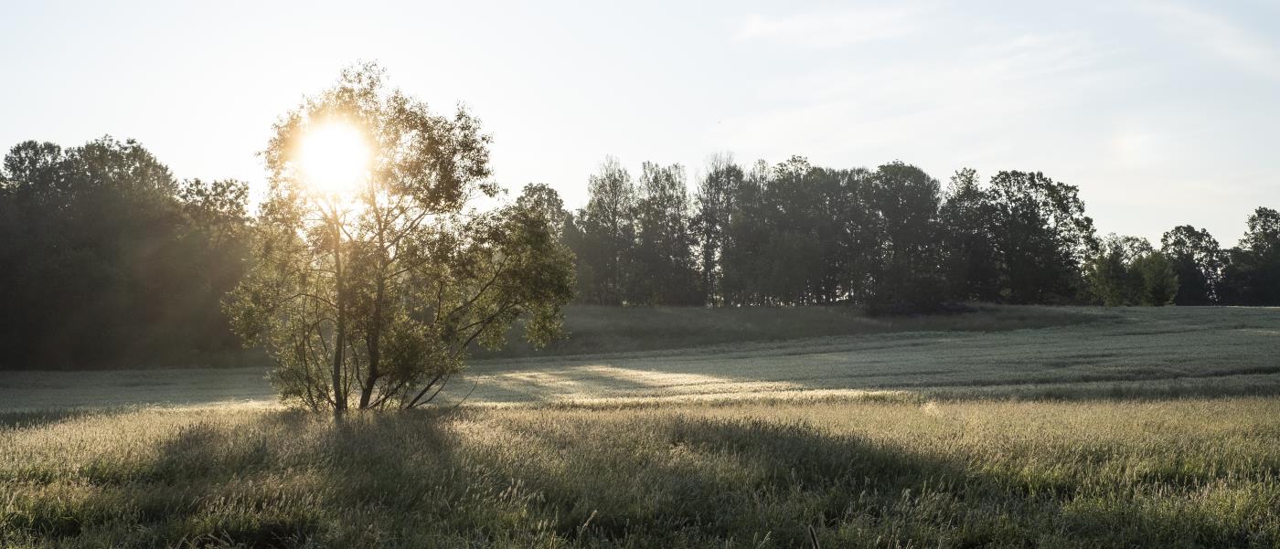 Solen lyser igenom ett buskage på en åker.