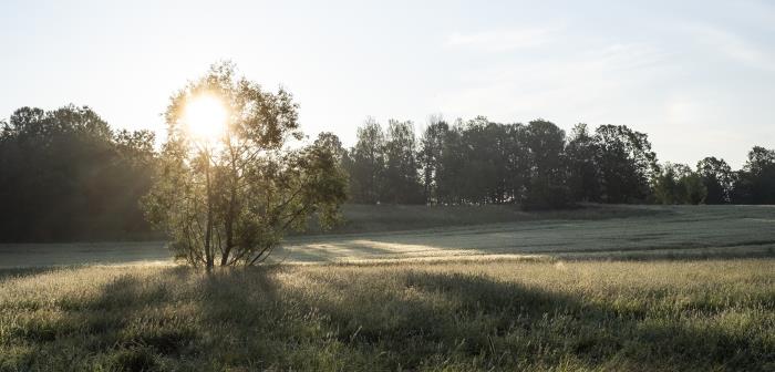 Sommarmorgon i Sverige i naturen.