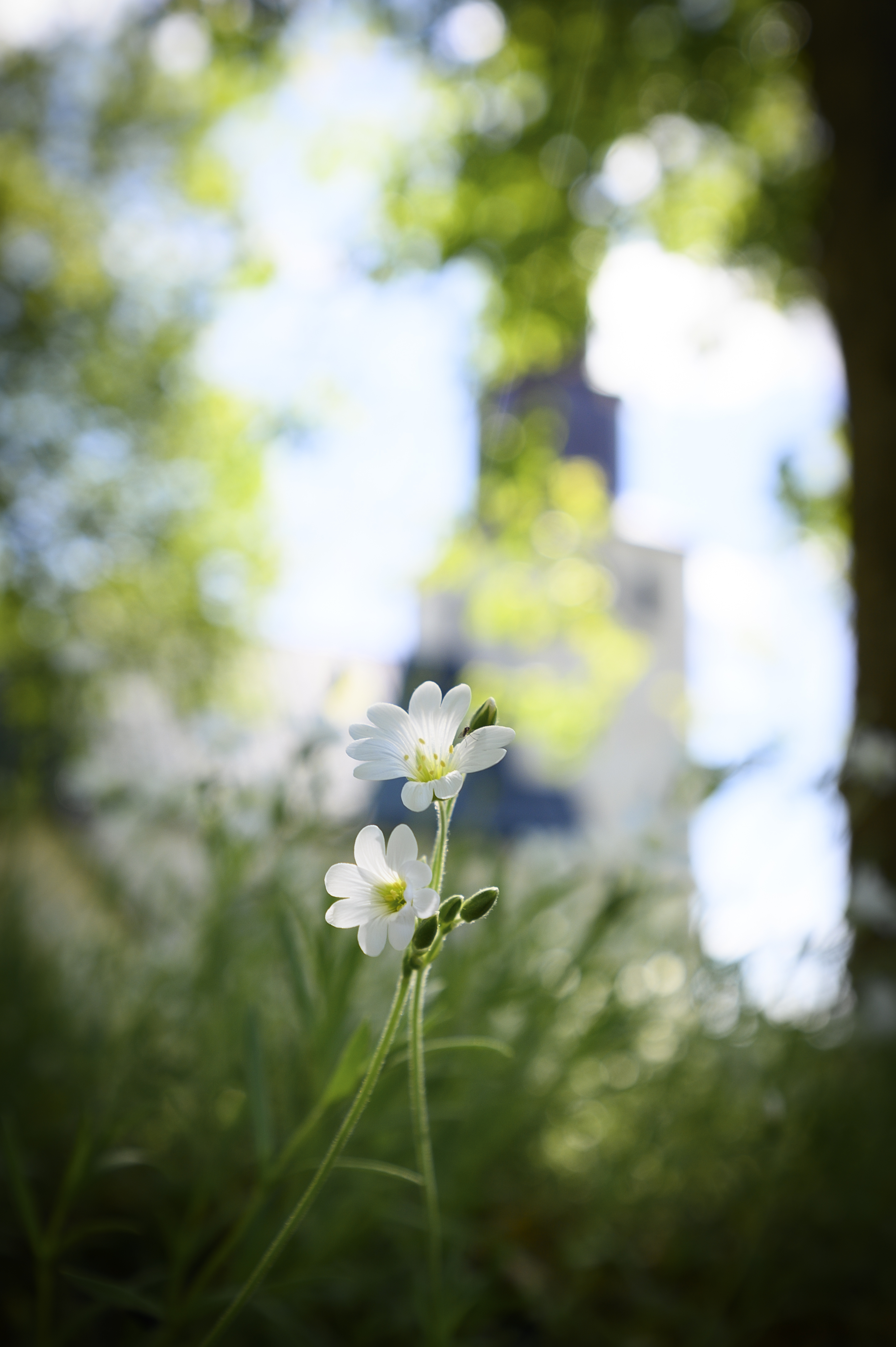 Närbild på två vita blommor med en kyrka i bakgrunden.