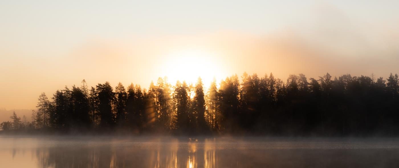 Gryning med soluppgång bakom skogen. Dimslöjor dansar på sjön.